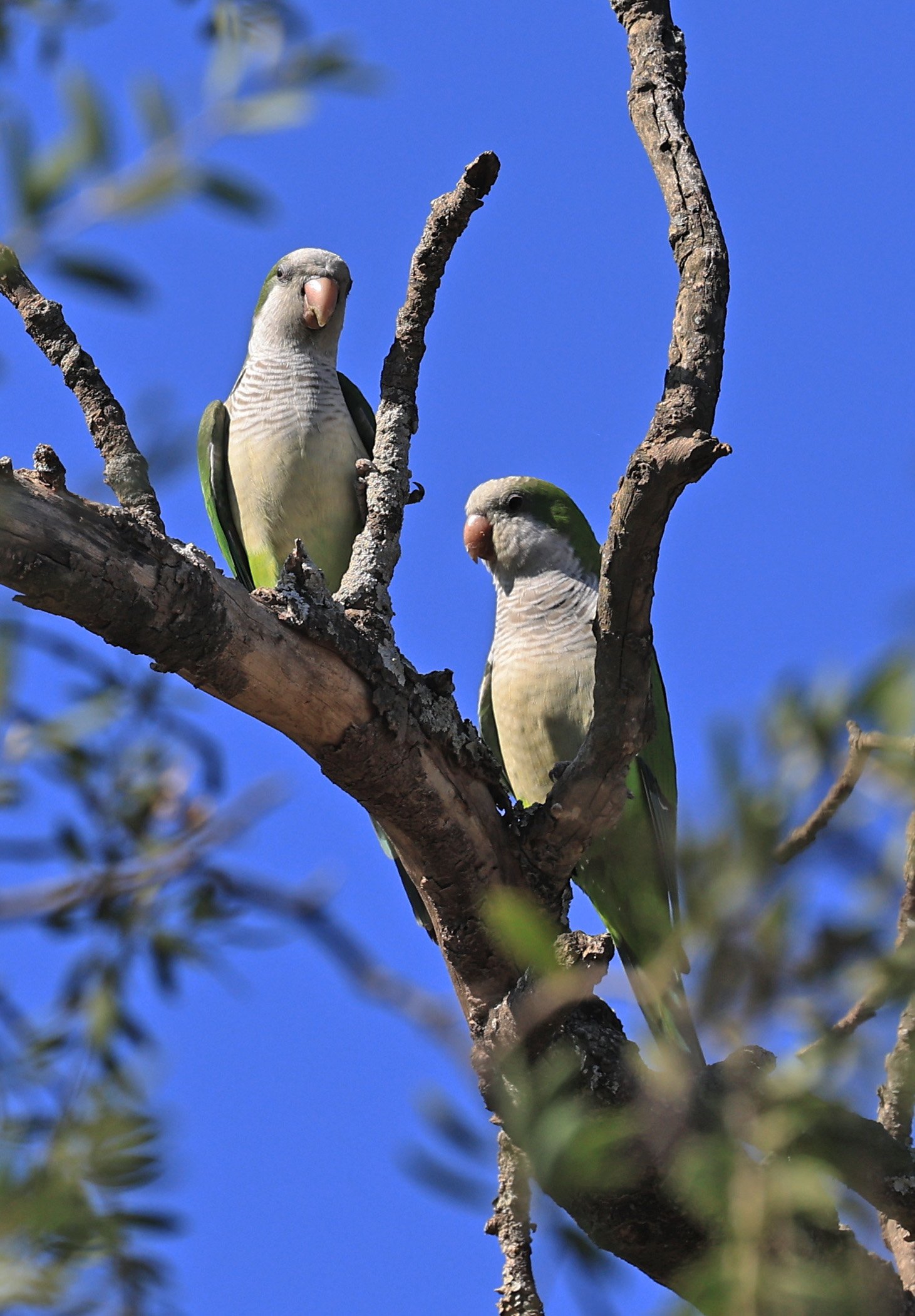 Monk Parakeet (Myiopsitta monachus) Agua Dulce Paraguay (5).jpg