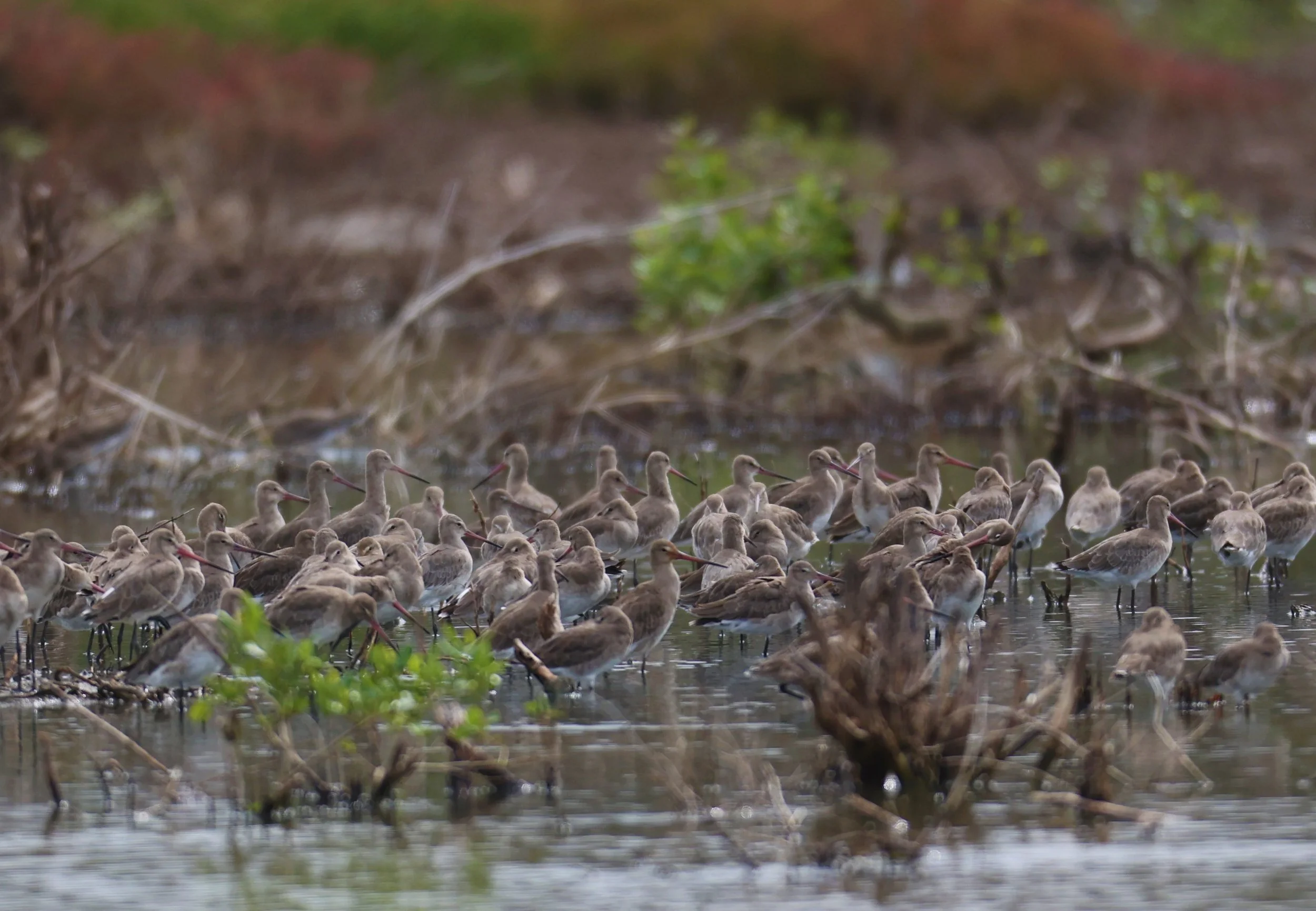 GODWIT - BLACK-TAILED GODWIT - Limosa limosa - BANG PU MANGROVE FOREST 13 OCT 2021 (1).jpg