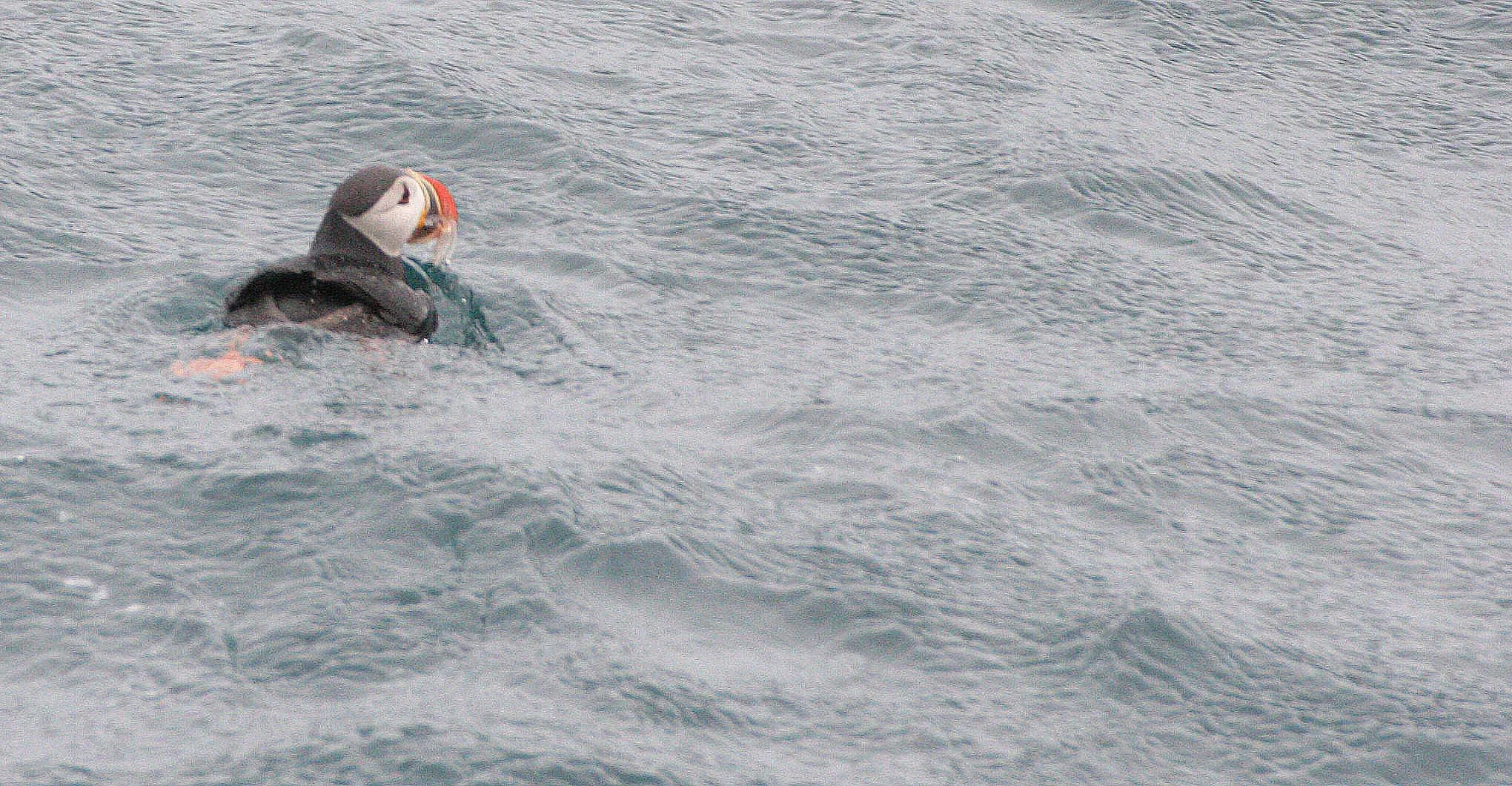 Fratercula arctica - ATLANTIC PUFFIN - SVALBARD (11).jpg