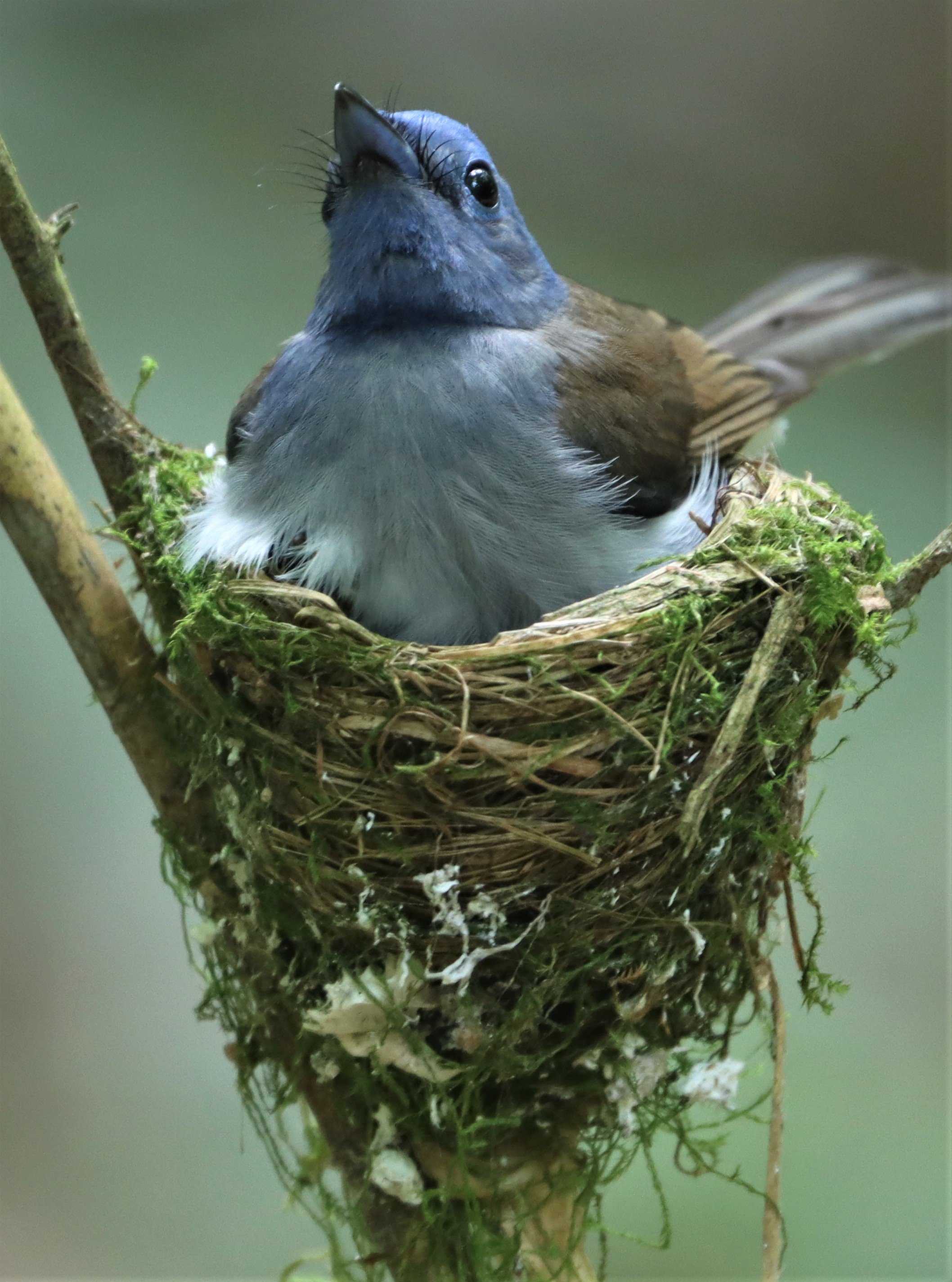 Black-naped Monarch (Hypothymis azurea) female