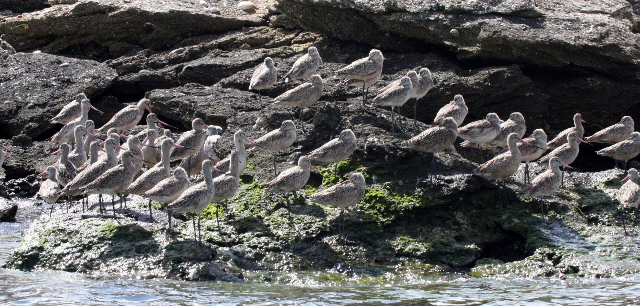 BIRD - GODWIT - MARBLED GODWIT WITH WILLETS NEAR CAMPO CORTEZ - SAN IGNACIO LAGOON BAJA MEXICO (3).JPG