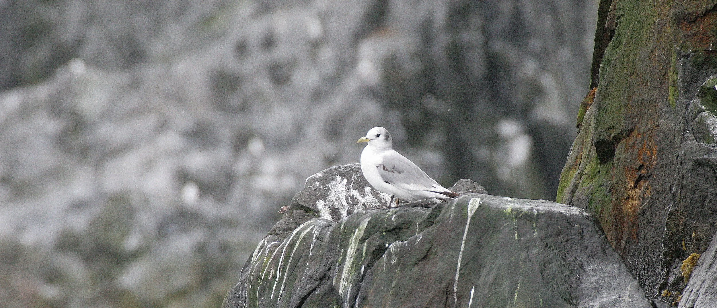 BIRD - KITTIWAKE - BLACK-LEGGED KITTIWAKE - OFF KAMCHATKA COAST (6).jpg