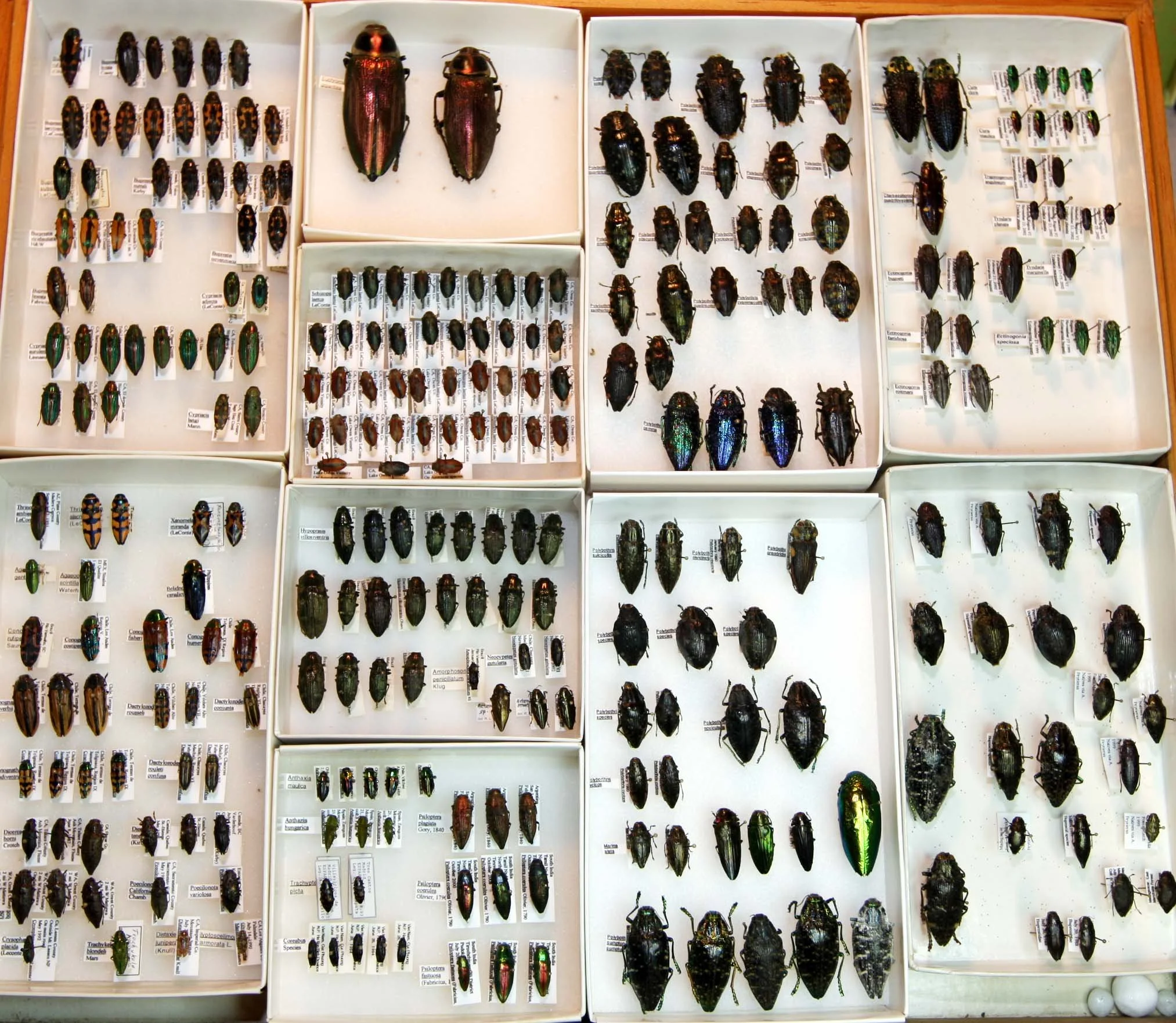 6 Buprestidae.JPG