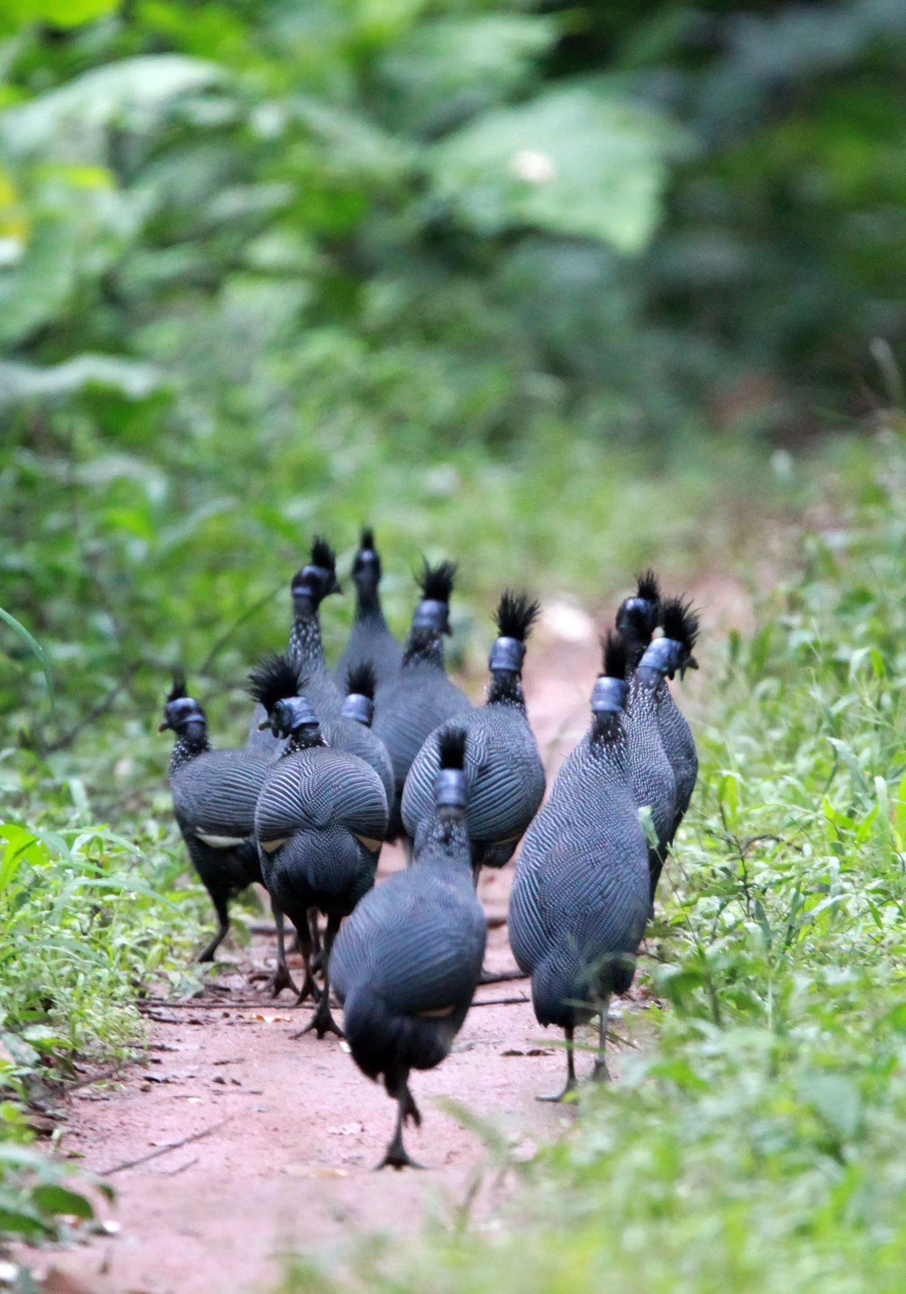 BIRD - GUINEAFOWL - CRESTED GUINEAFOWL - DZANGHA NDOKI NATIONAL PARK - CENTRAL AFRICAN REPUBLIC (2).JPG