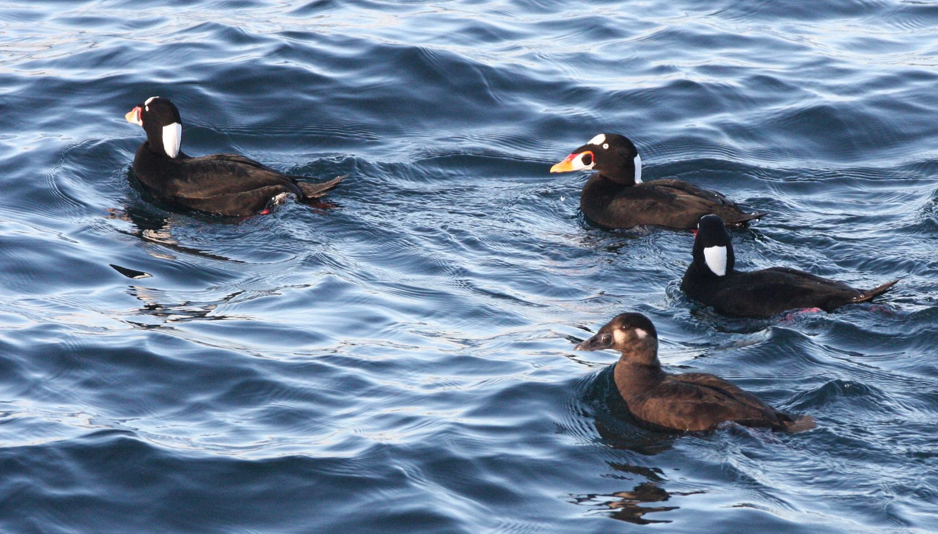 SCOTER - SURF SCOTER - Melanitta perspicillata - PORT ANGELES HARBOR WA (38).JPG