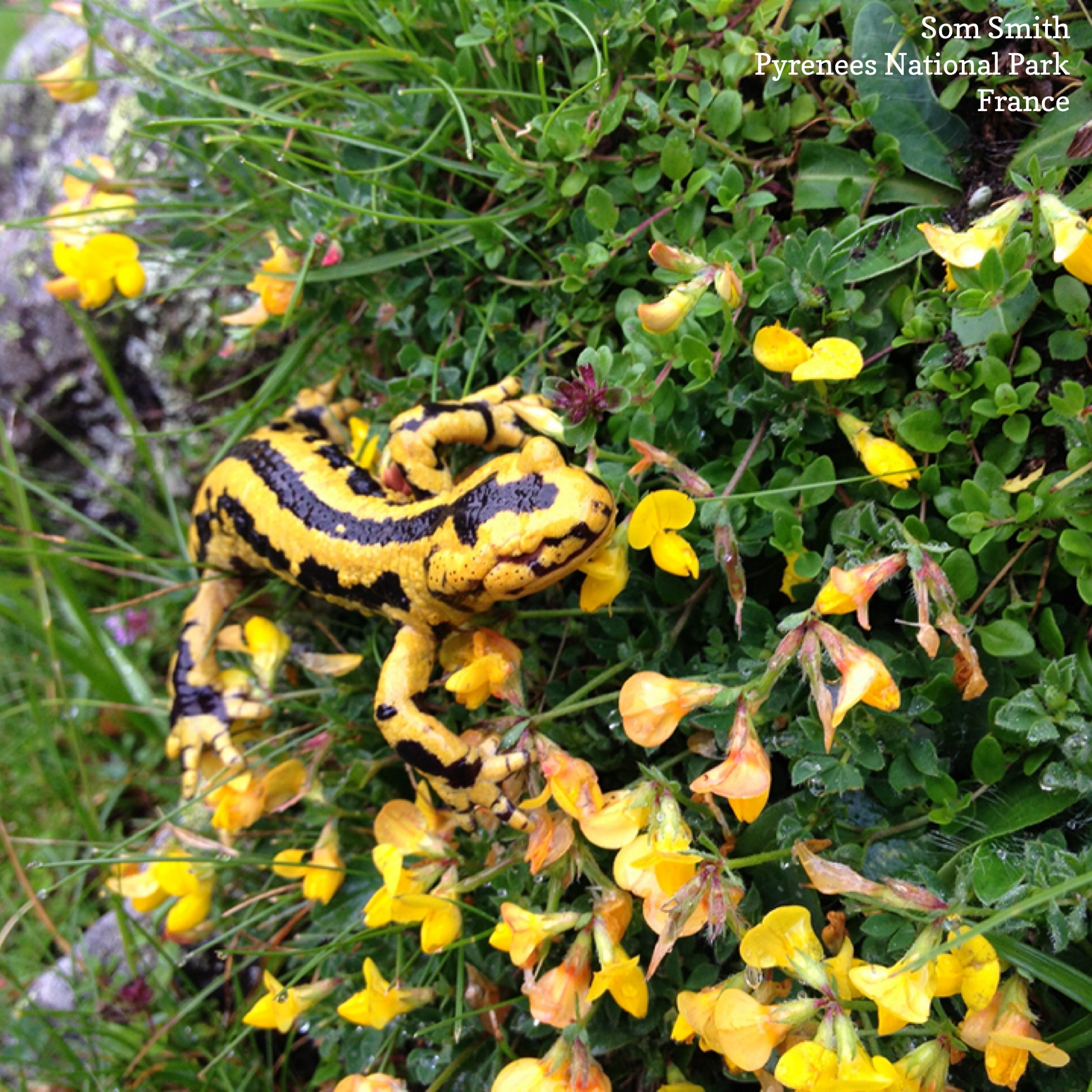AMPHIBIAN - FIRE SALAMANDER - ARRENS-MARSOUS PYRENEES NATIONAL PARK FRANCE.JPG