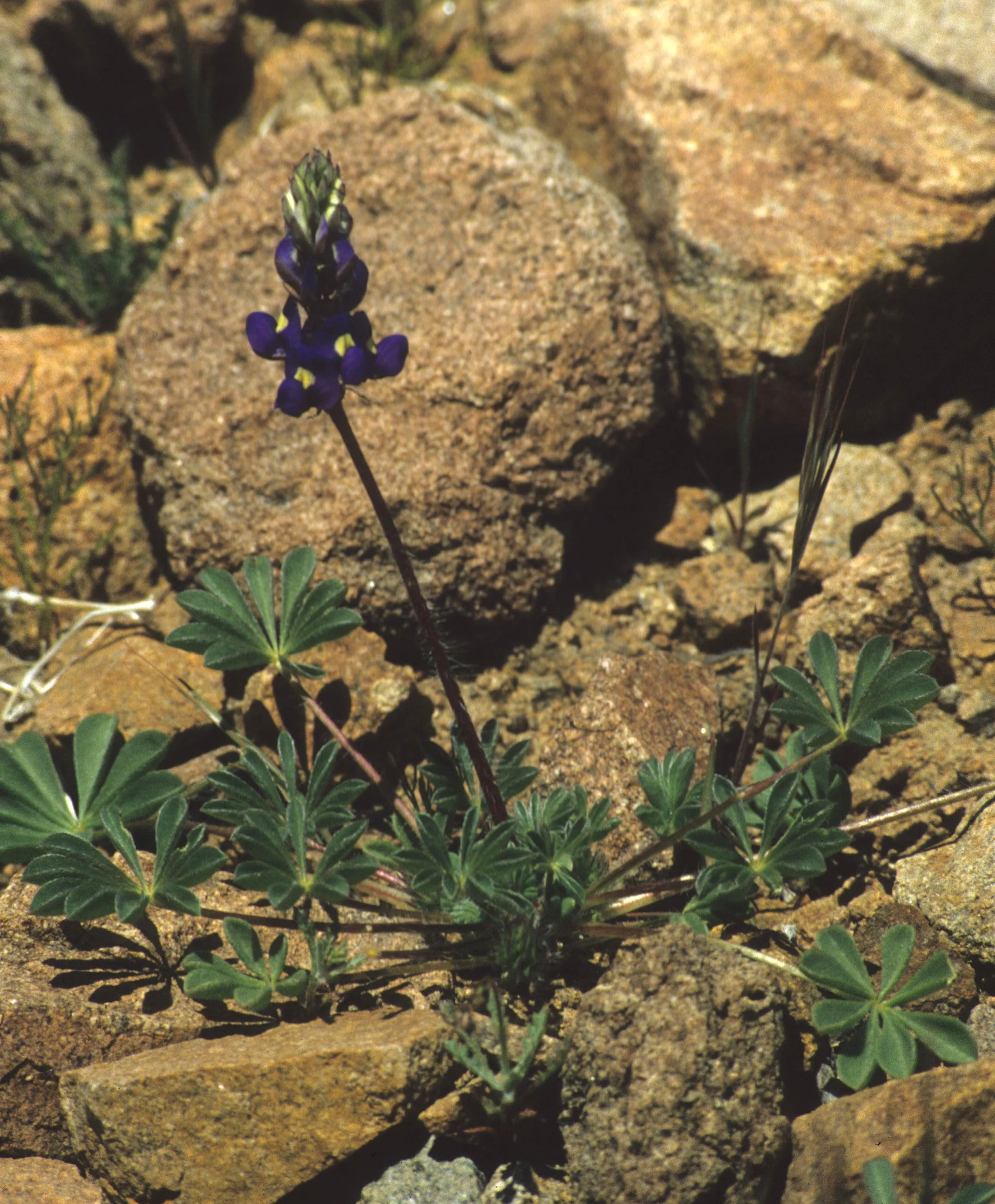 DEATH VALLEY - LUPINUS ARIZONICUS - ARIZONA LUPINE.jpg