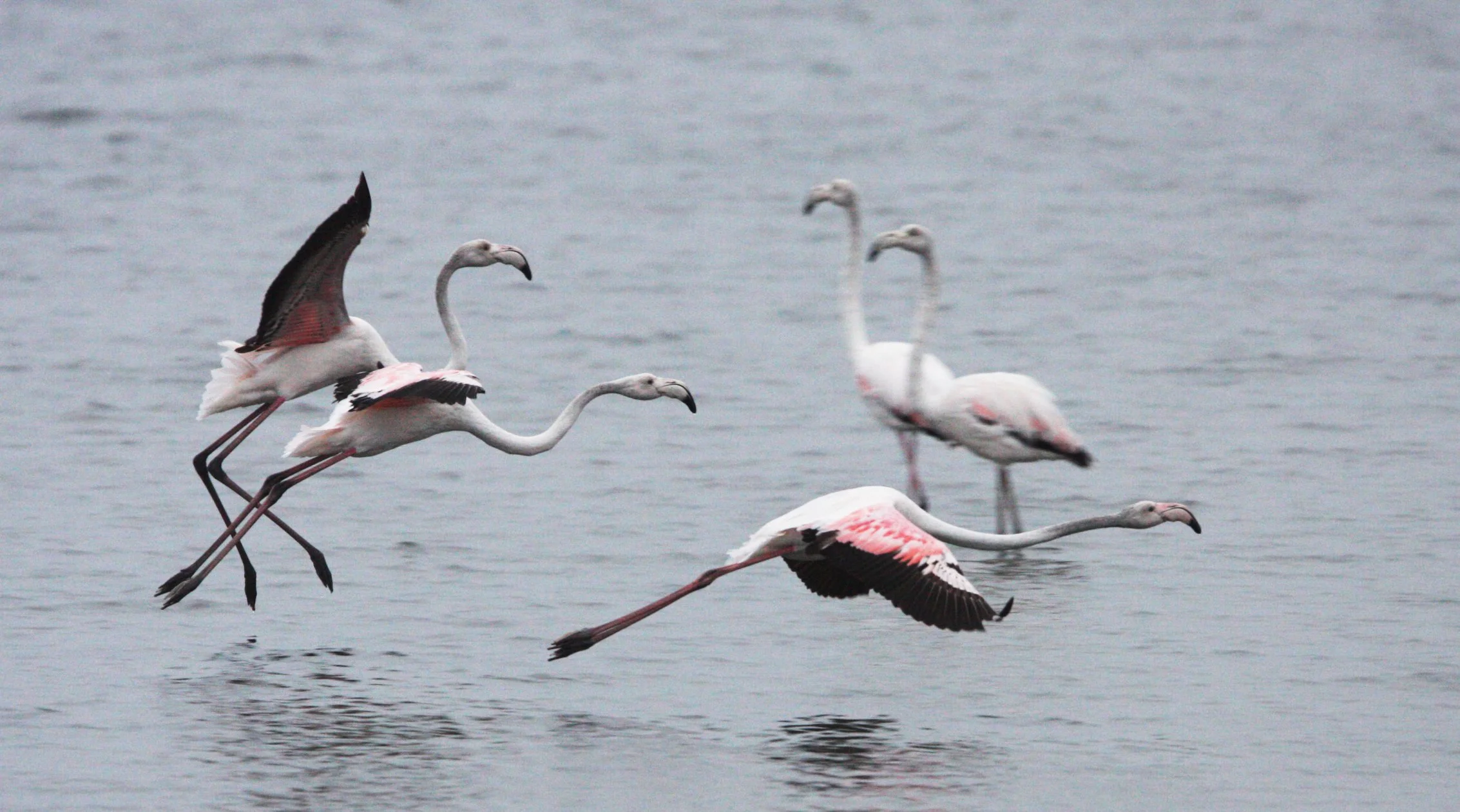 Phoenicopterus roseus - Greater Flamingo - Walvis Bay Namibia (47).JPG