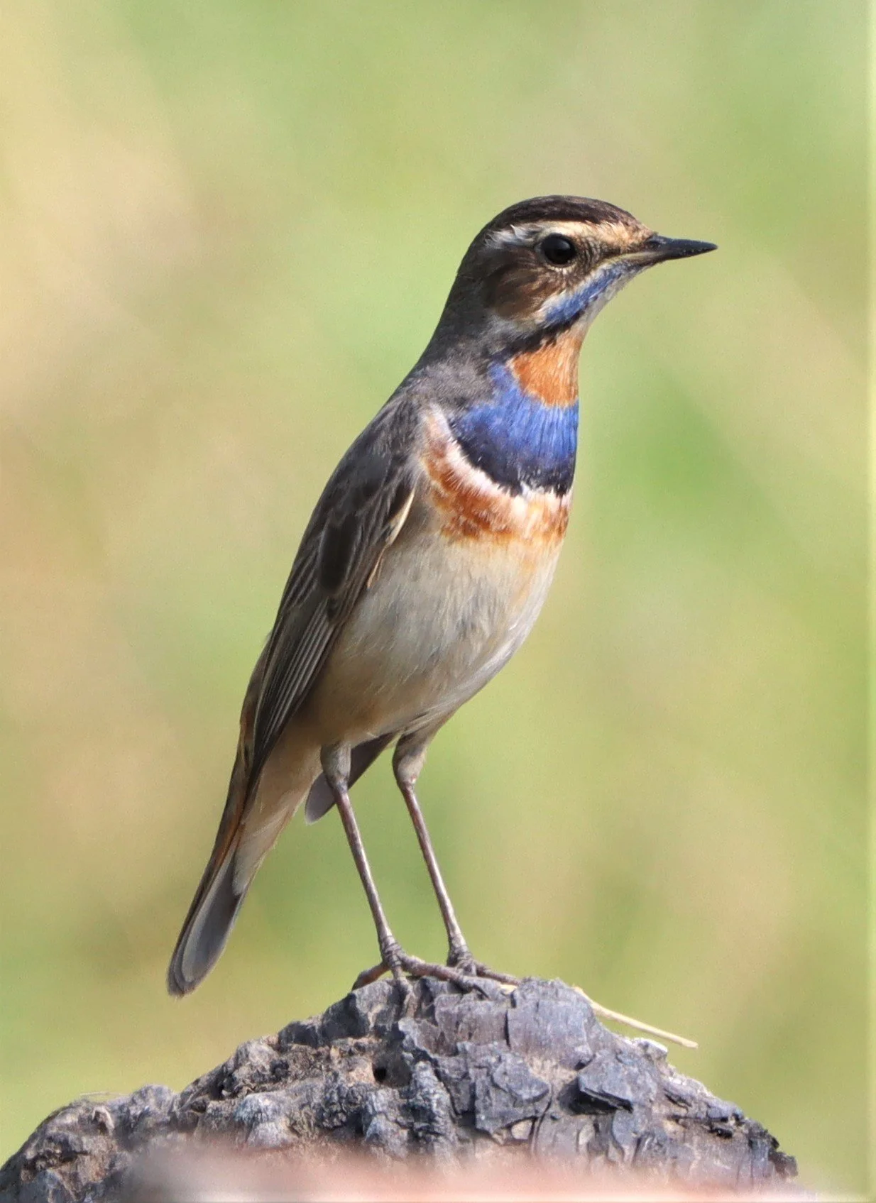 BLUETHROAT - Luscinia svecica - LAT KRABANG WETLANDS NEAR BKK (10).jpg