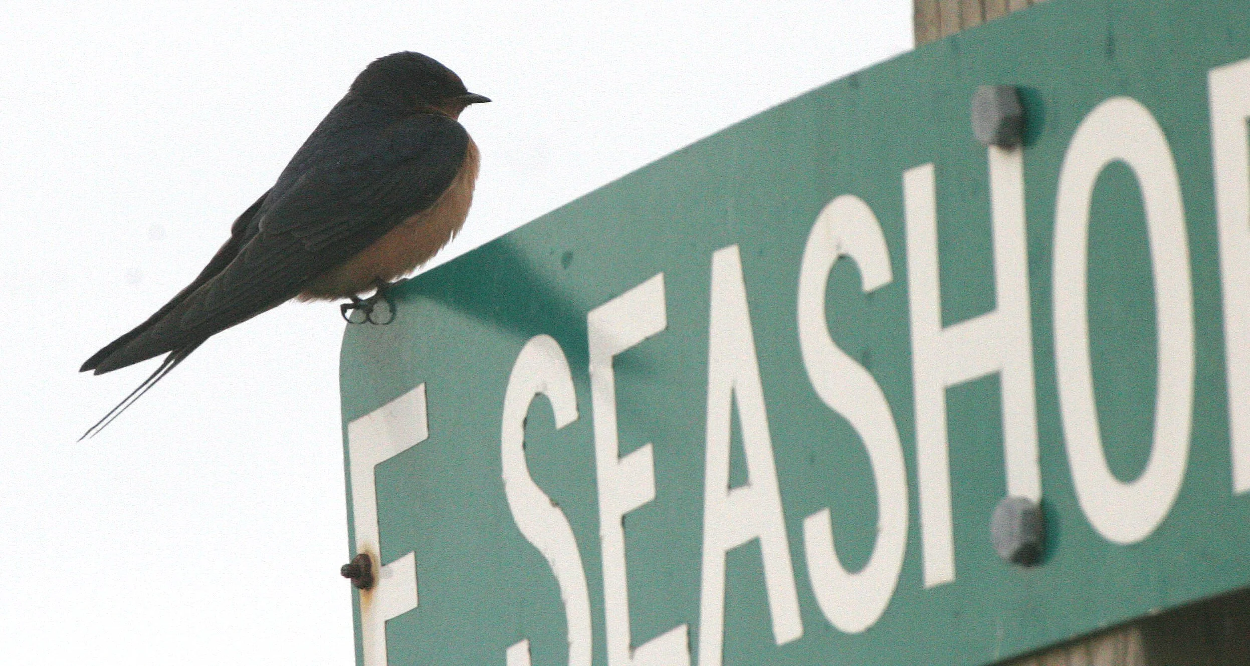 Barn Swallow (Hirundo rustica) Jamestown Olympic Peninsula Washington (3).JPG