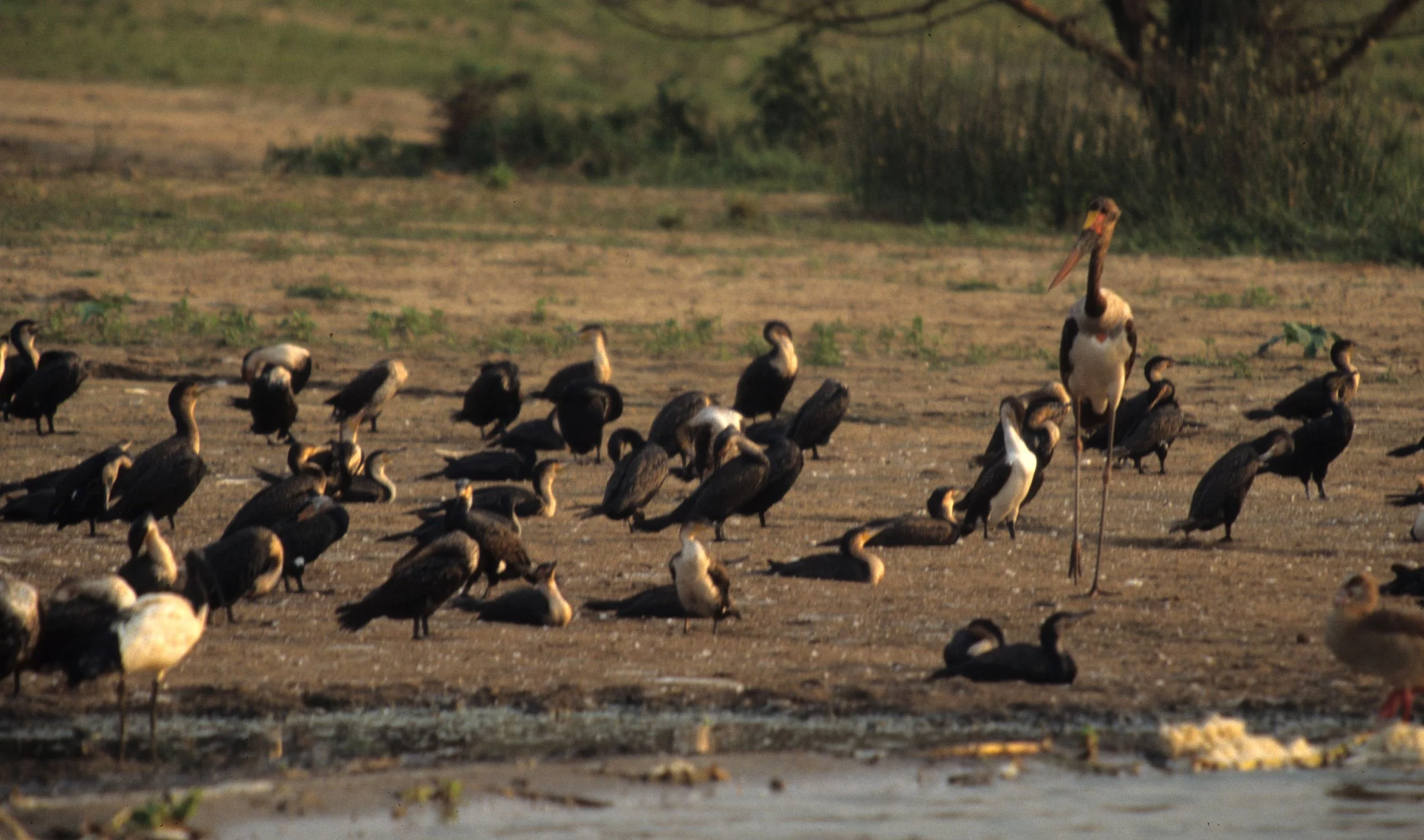 BIRDS - STORK - AFRICAN OPENBILLED WITH GREAT CORMORANTS - UGANDA.jpg