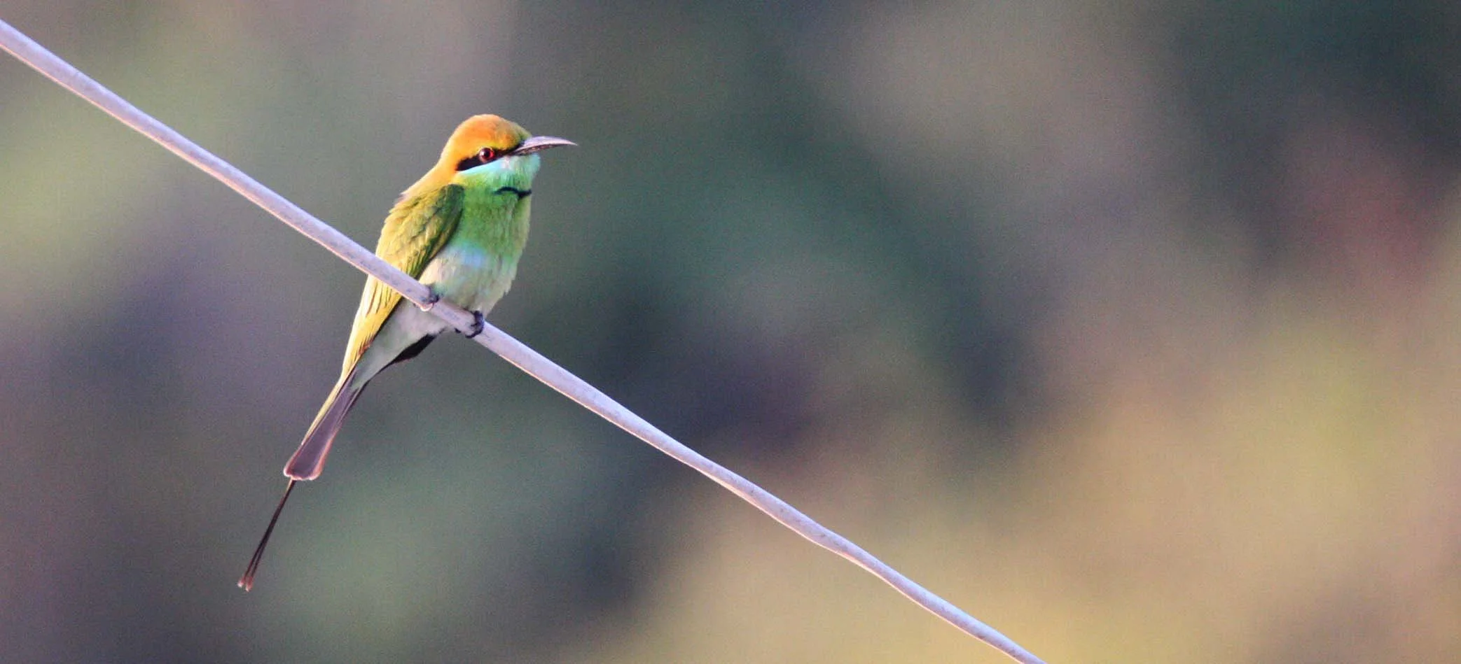 BEE-EATER - GREEN BEE-EATER - Merops orientalis - KHAO SAM ROI YOT THAILAND (3).JPG