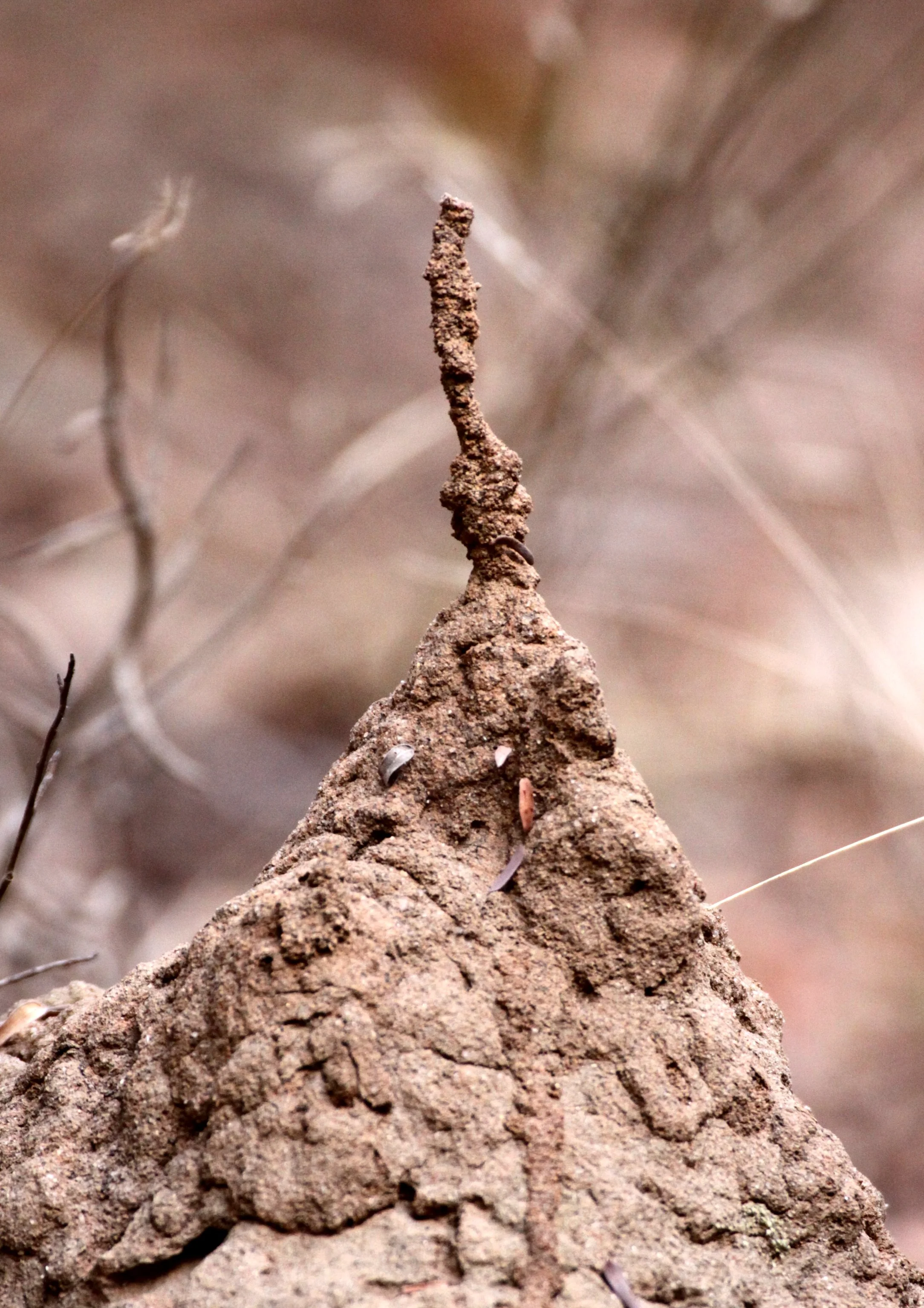 Isoptera - Termite Mound - Kirindy Madagascar (2).JPG