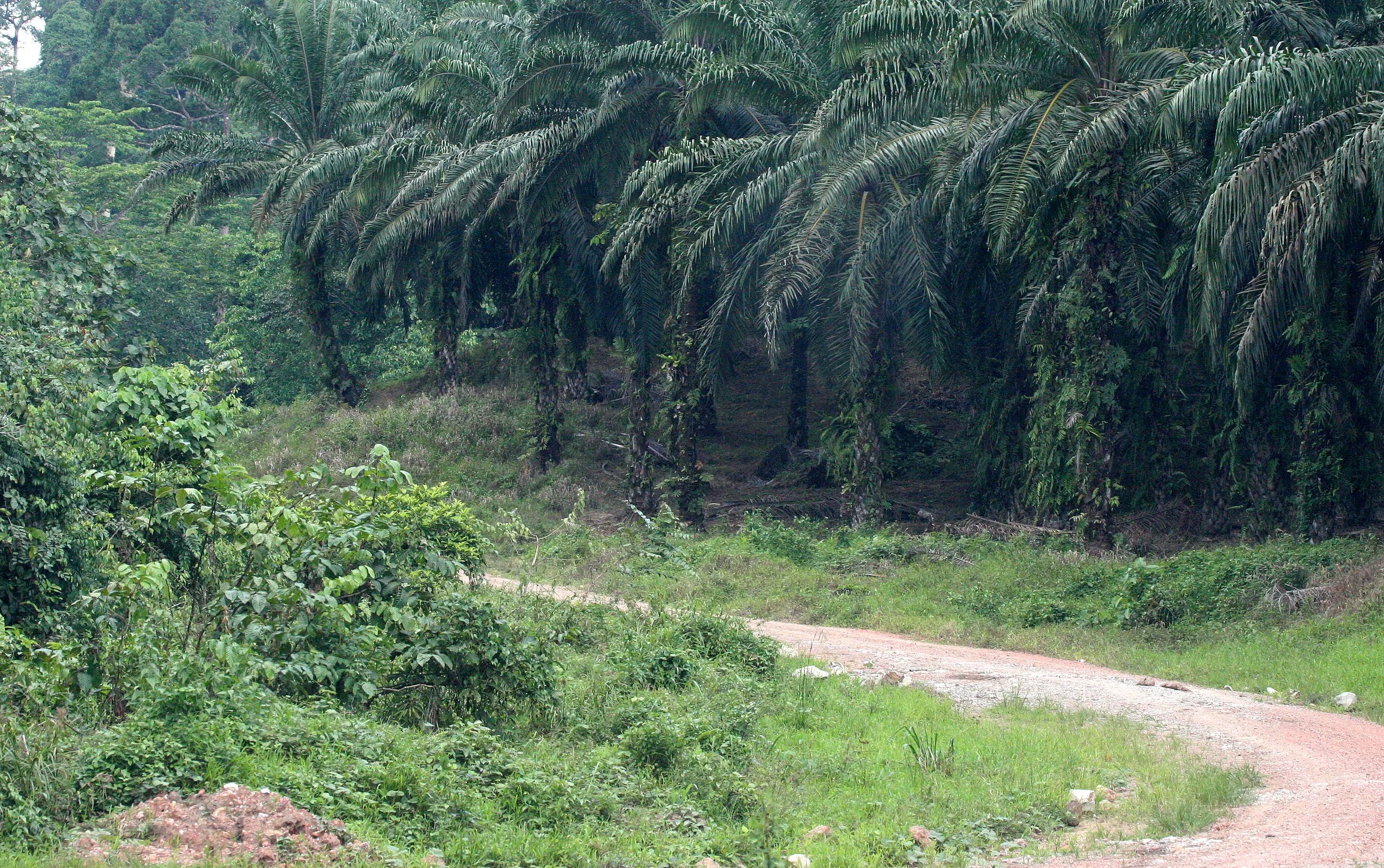 TABIN WILDLIFE RESERVE - OIL PALMS (3).JPG