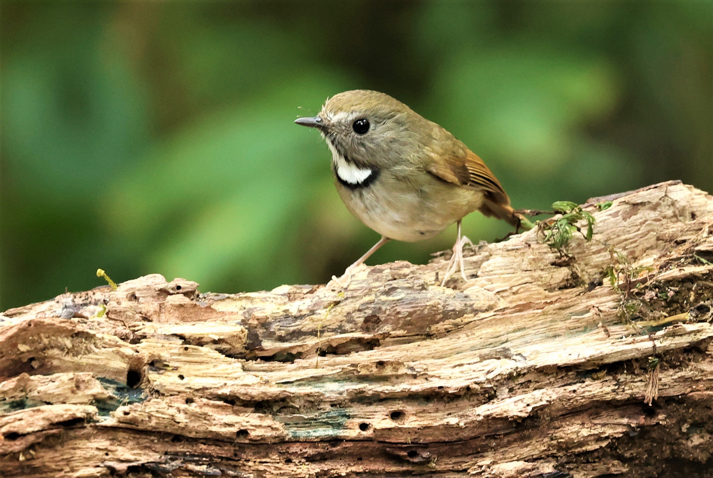 FLYCATCHER - WHITE-GORGETED FLYCATCHER - Anthipes monileger - DOI PHA HOM POK NP DOI LANG EAST FEB 2022 (11).jpg