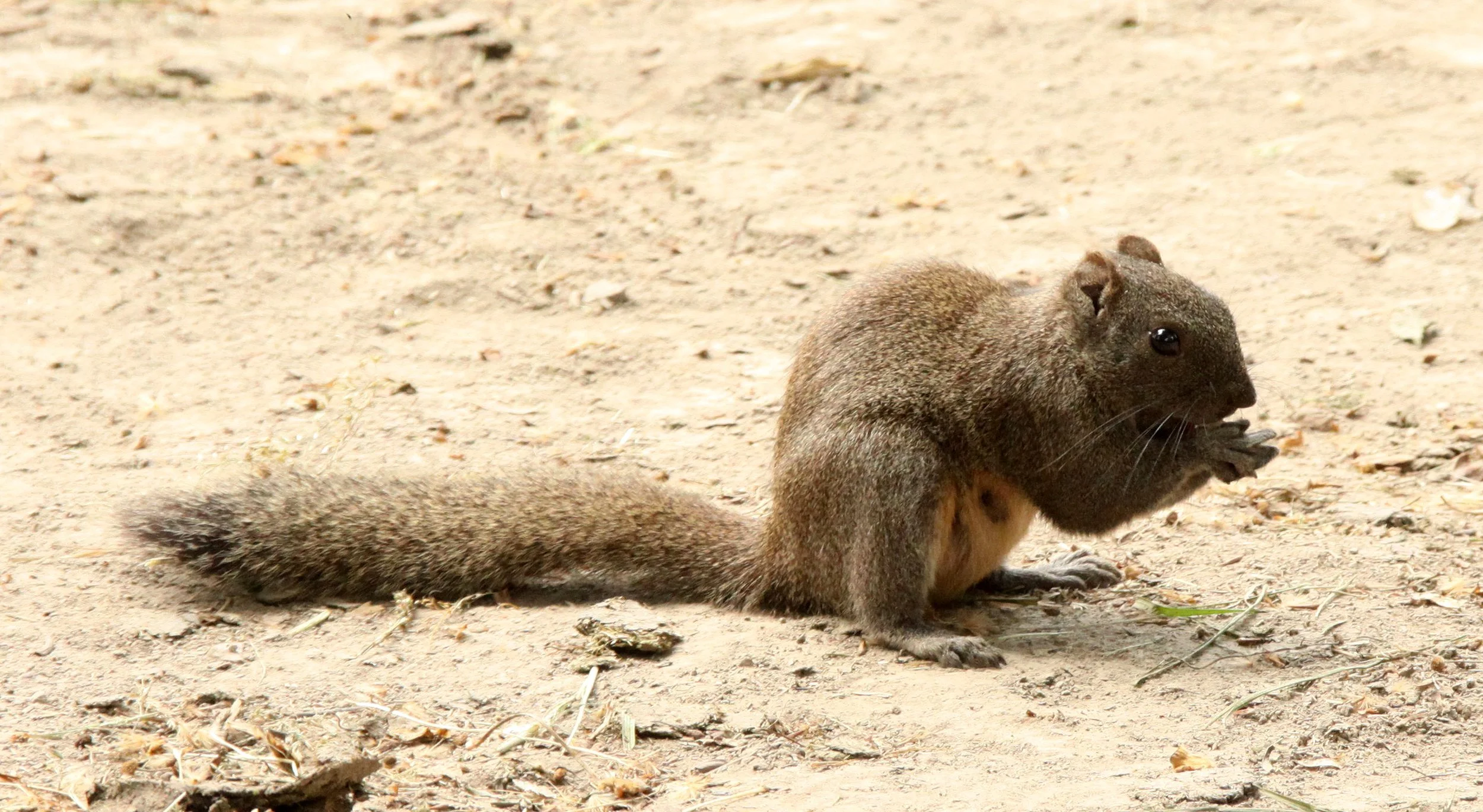 Callosciurus erythraeus - PALLAS'S SQUIRREL - SHANGHAI ZOO (3).JPG