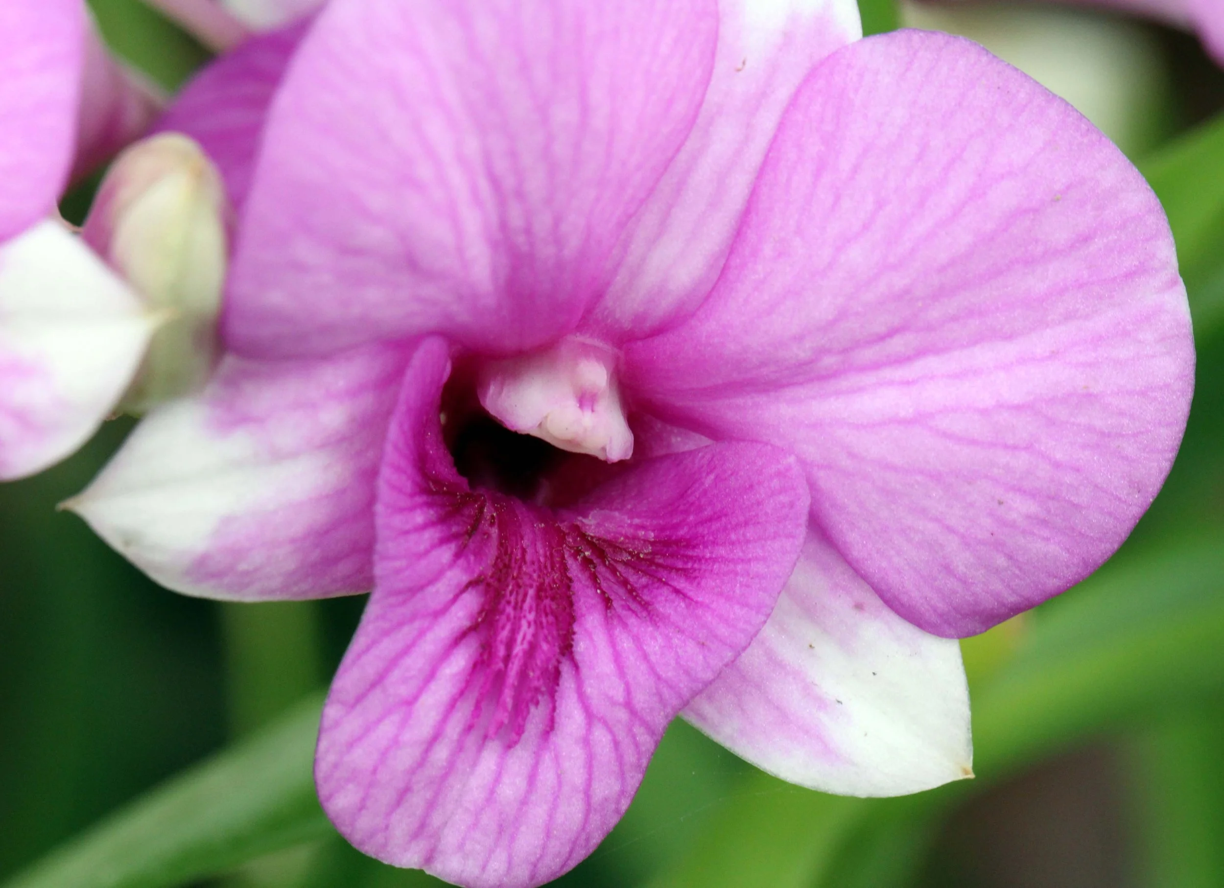 2013 Ayutthaya ISB Passion Day (117).JPG