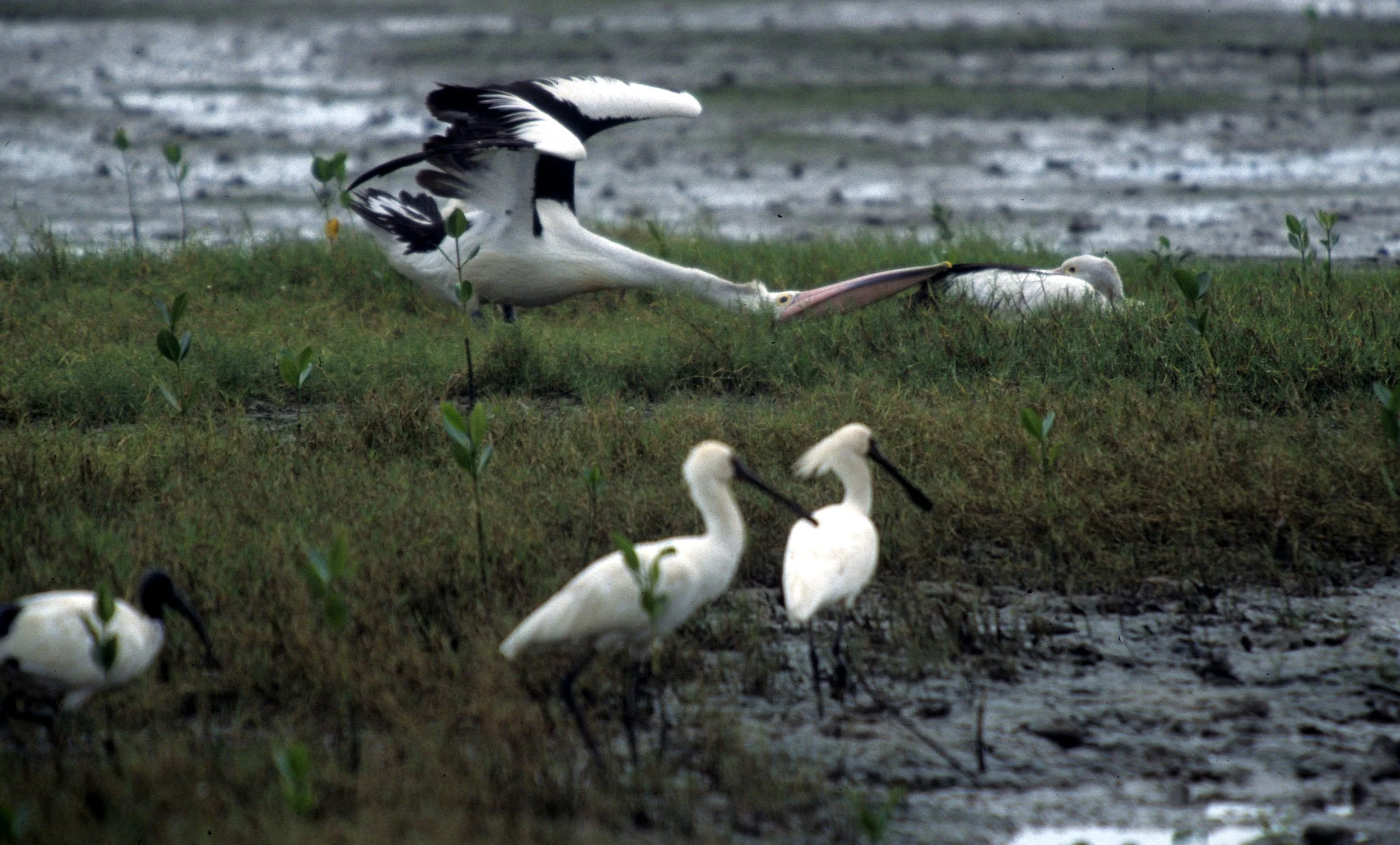 BIRD - PELICAN - AUSTRALIAN PELICAN - CAIRNES HARBOR.jpg