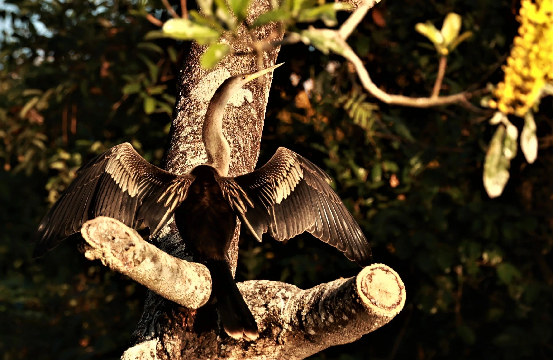 Anhinga - Anhinga anhinga - Pantanal, Encontro das Águas State Park, Porto Jofre, Cuiaba River, Brazil day 3 (5).JPG