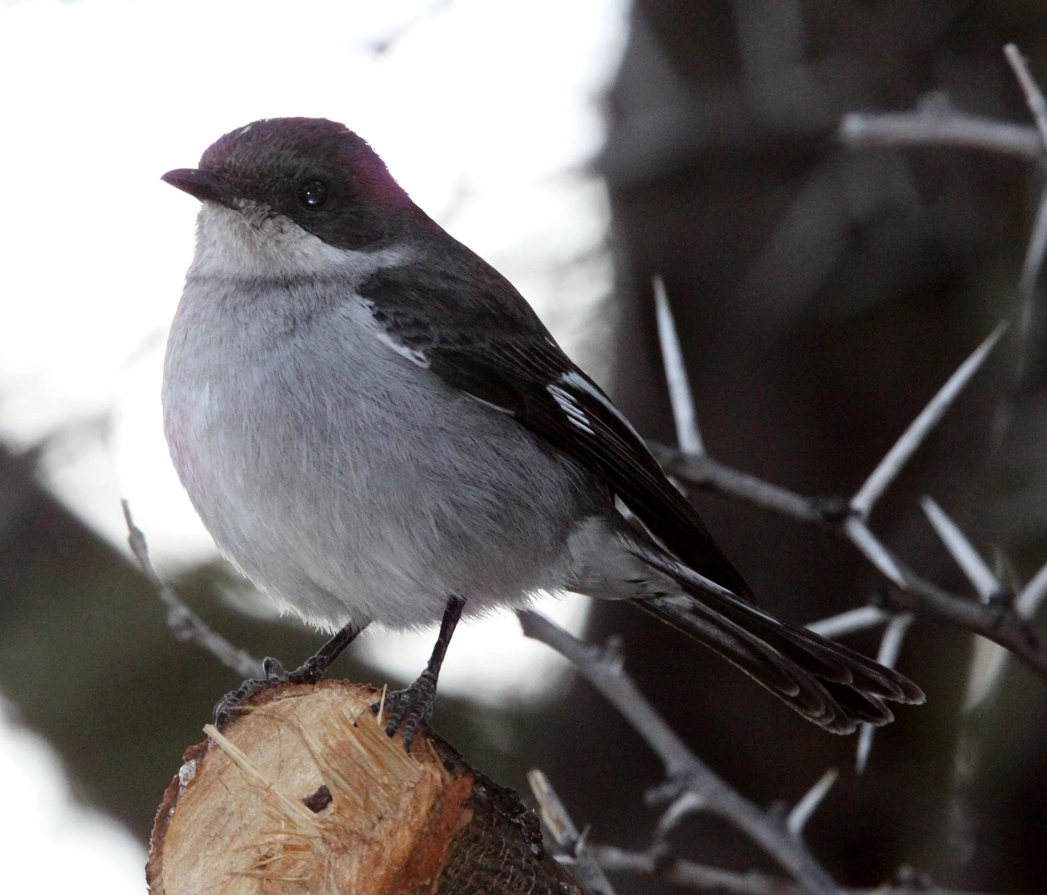 BIRD - FLYCATCHER - FISCAL FLYCATCHER - SIBELUS SILENS - KAROO NATIONAL PARK SOUTH AFRICA (18).JPG