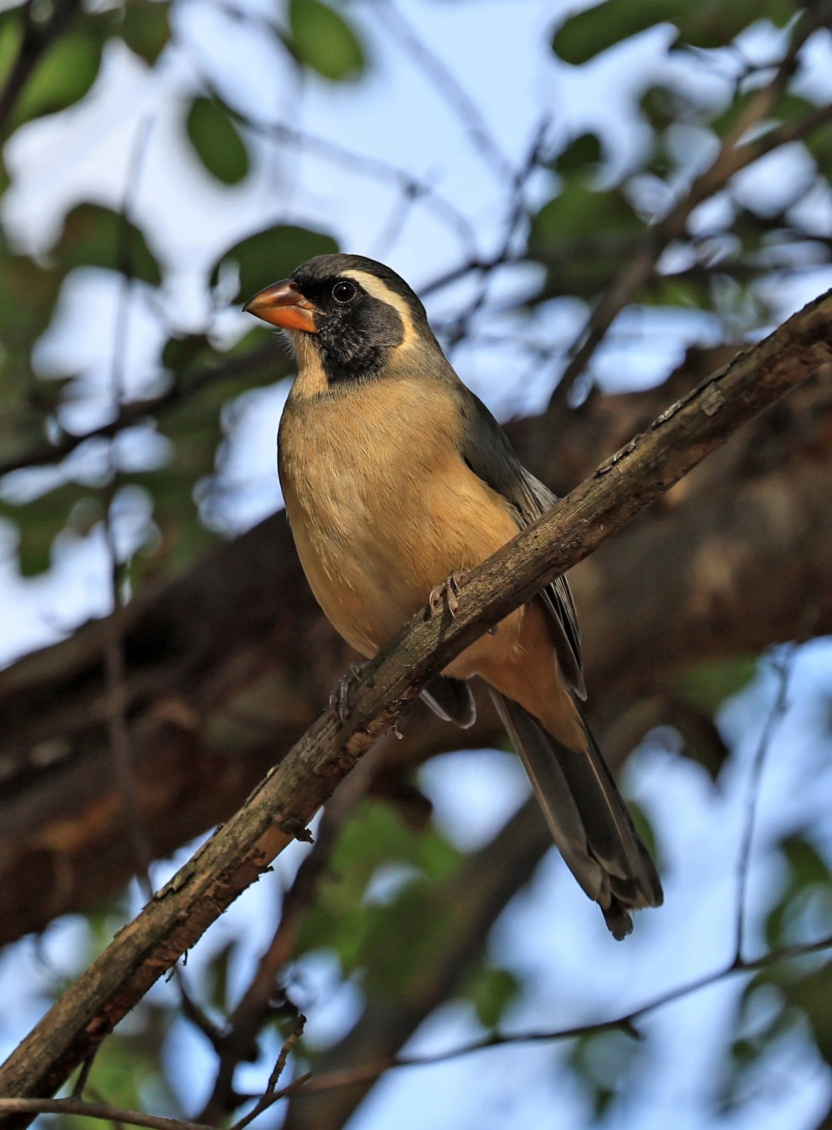Golden-billed Saltator (Saltator aurantiirostris) Aurora Chaquena Reserve, Neuland Mennonite Colony Paraguay (12).jpg