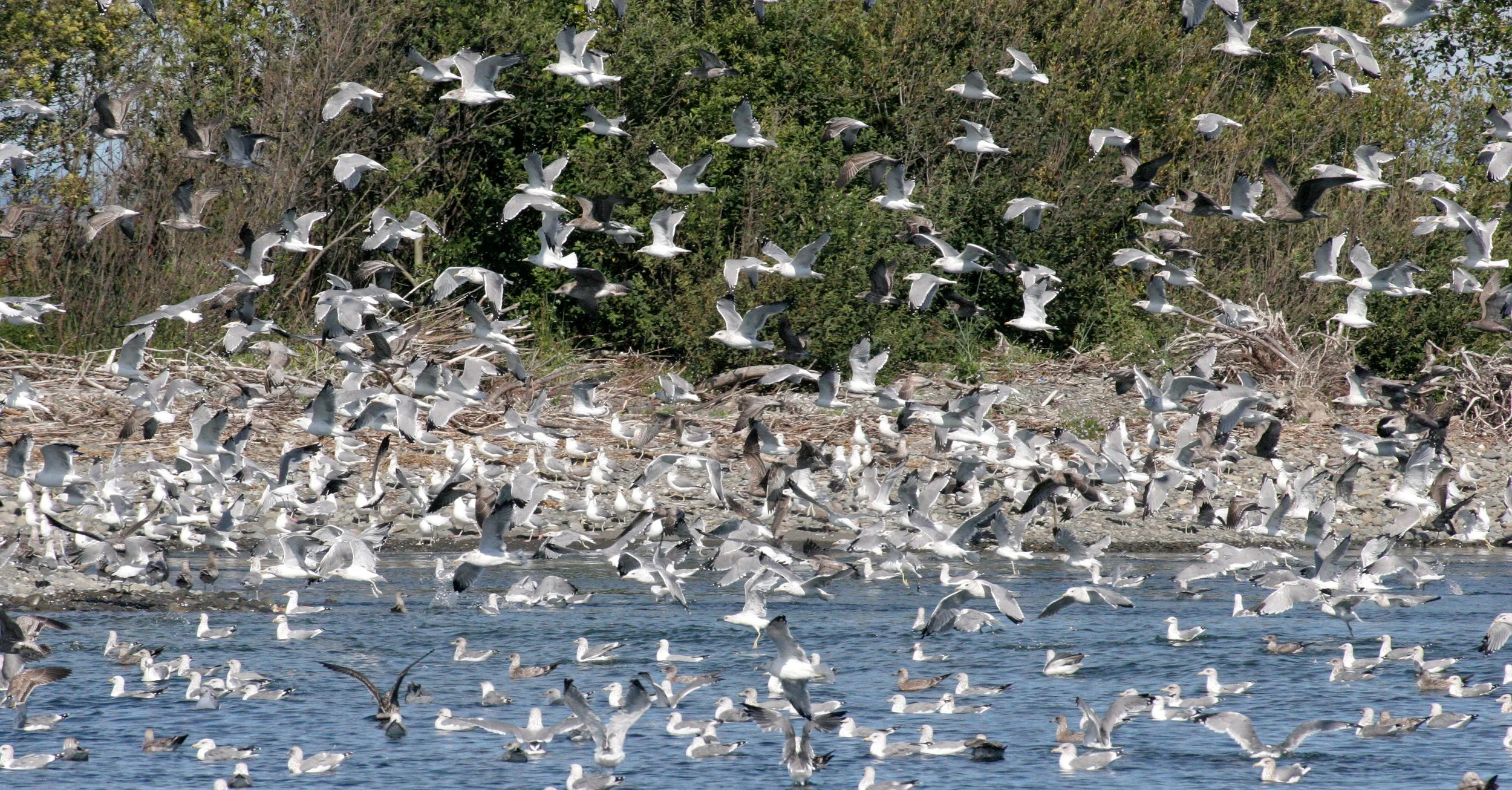 BIRD - GULL - HEERMANN'S AND WESTERN GULL MIXED FLOCKS - ELWHA RIVER MOUTH.JPG