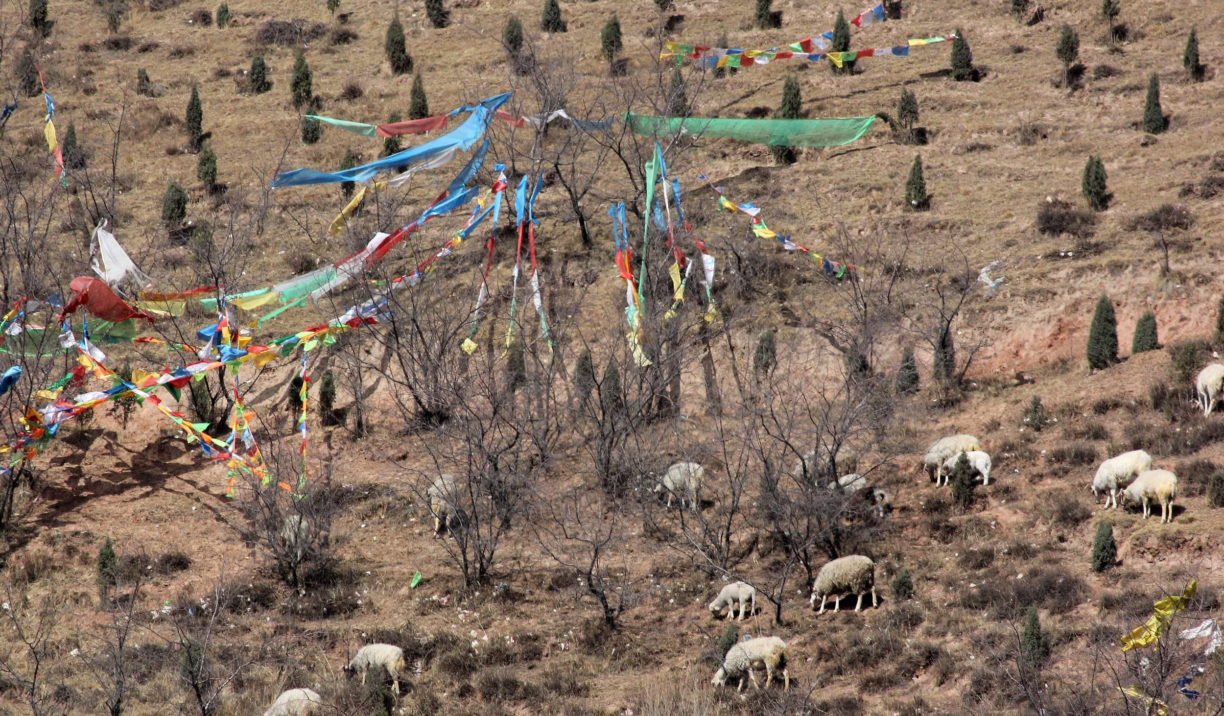 KUNBUM TIBETAN TEMPLE - XINING QINGHAI CHINA (34).JPG