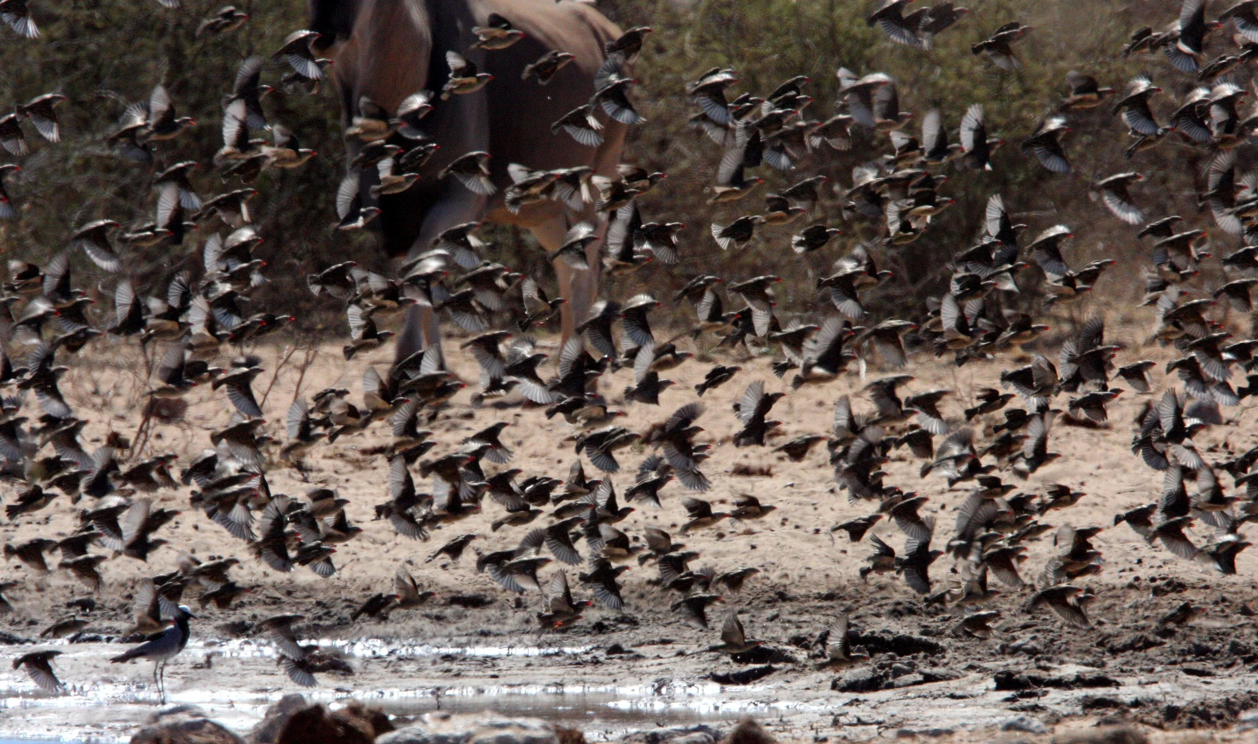 Red-billed Quelea (Quelea quelea) Etosha NP Namibia (12).JPG