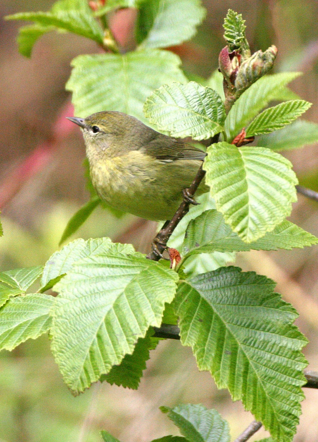 Orange-crowned Warbler - Leiothlypis celata - Lake Farm Olympic Peninsula, Washington