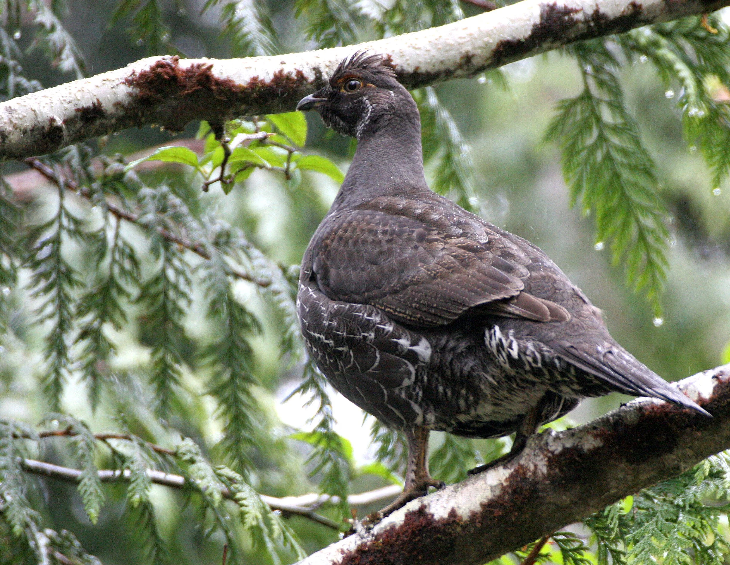 GROUSE - SOOTY (BLUE) GROUSE - Dendragapus fuliginosus - DUNCAN CEDAR TREE ROAD - HOH RIVER VALLEY WA  (33).JPG