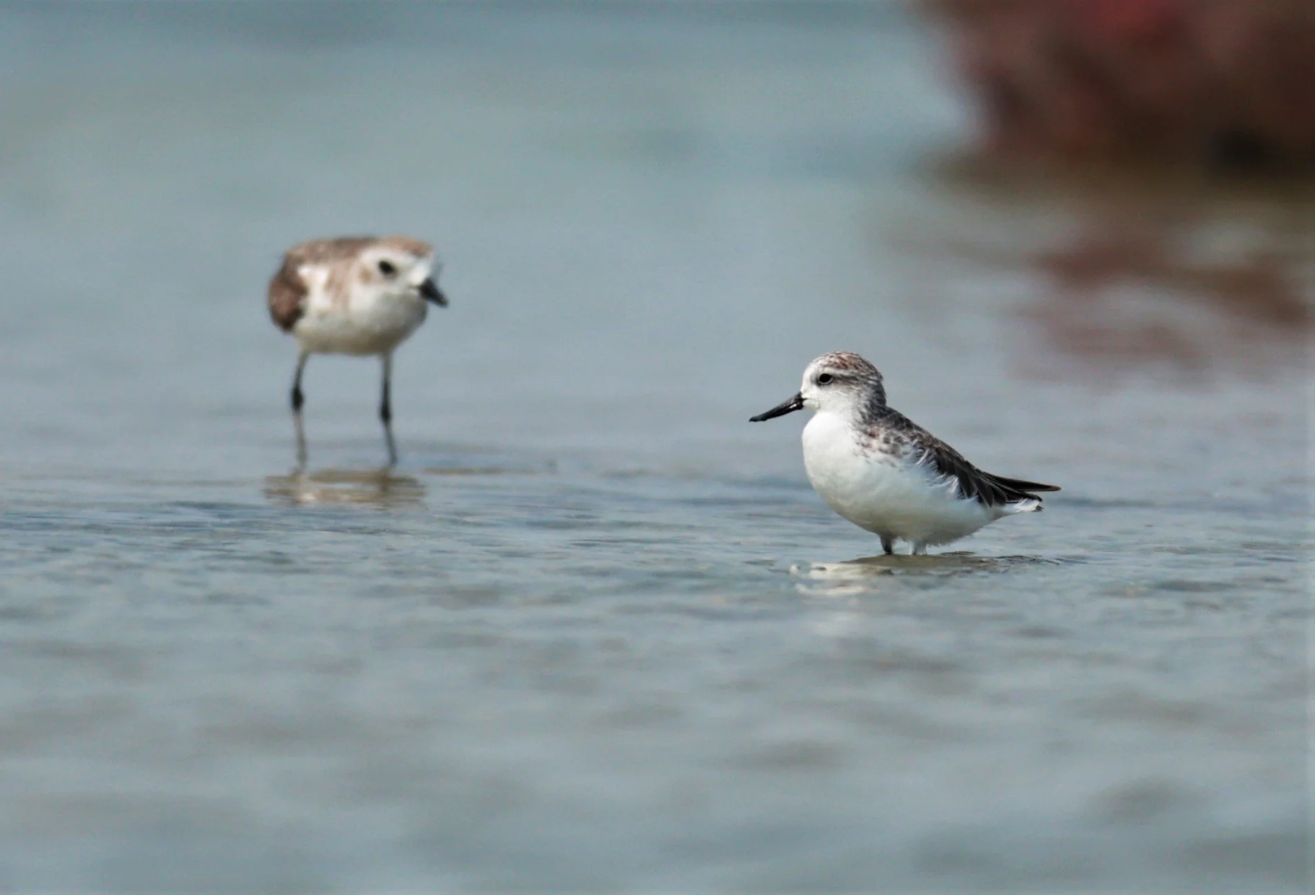 SANDPIPER - SPOON-BILLED SANDPIPER - Calidris pygmeus - Khok Kham Salt Ponds, Samut Sakhon (3).jpg