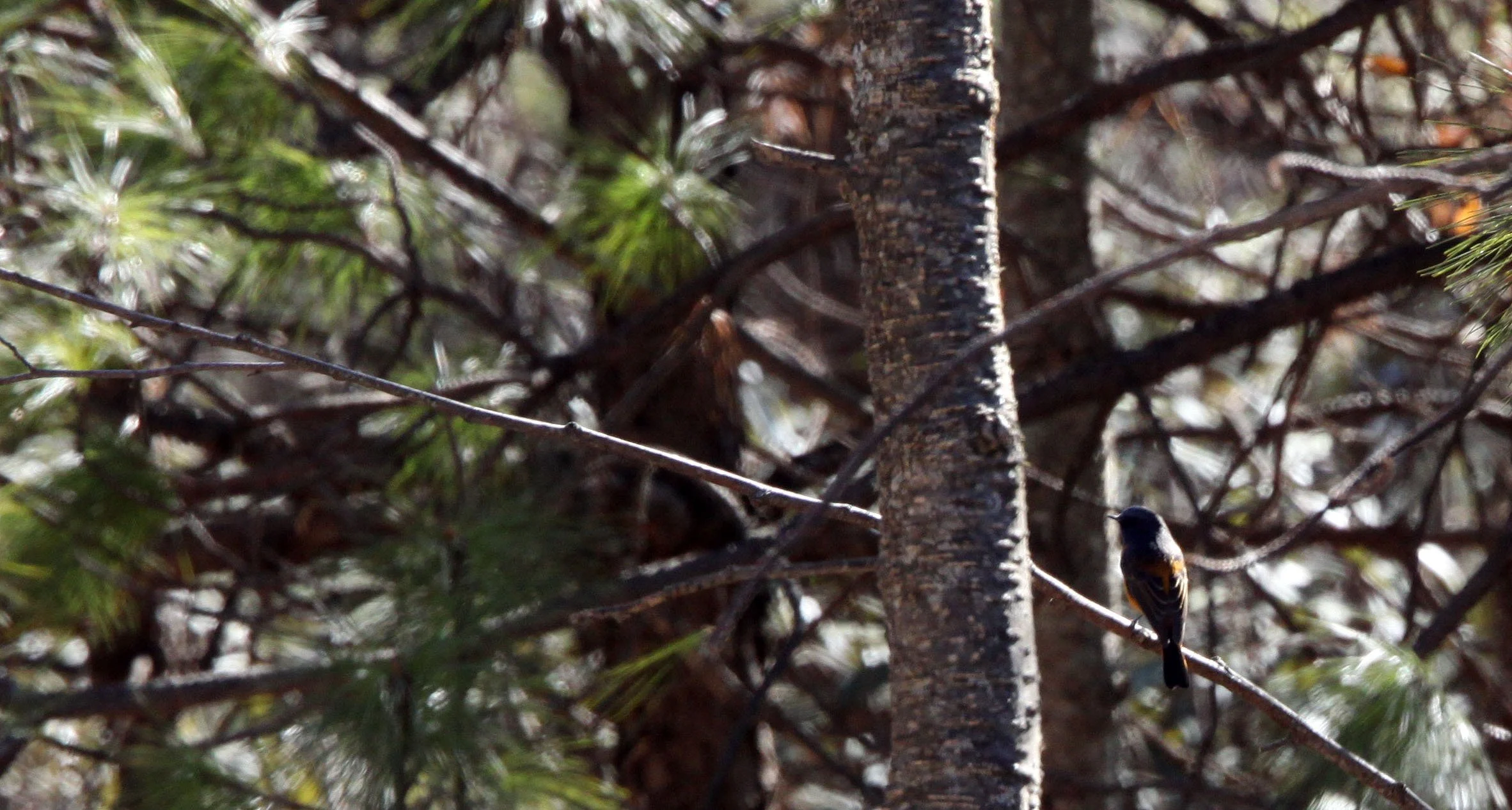 BIRD - REDSTART - BLUE-FRONTED REDSTART -  LIJIAN REGION HIGHLANDS YUNNAN CHINA (1).JPG