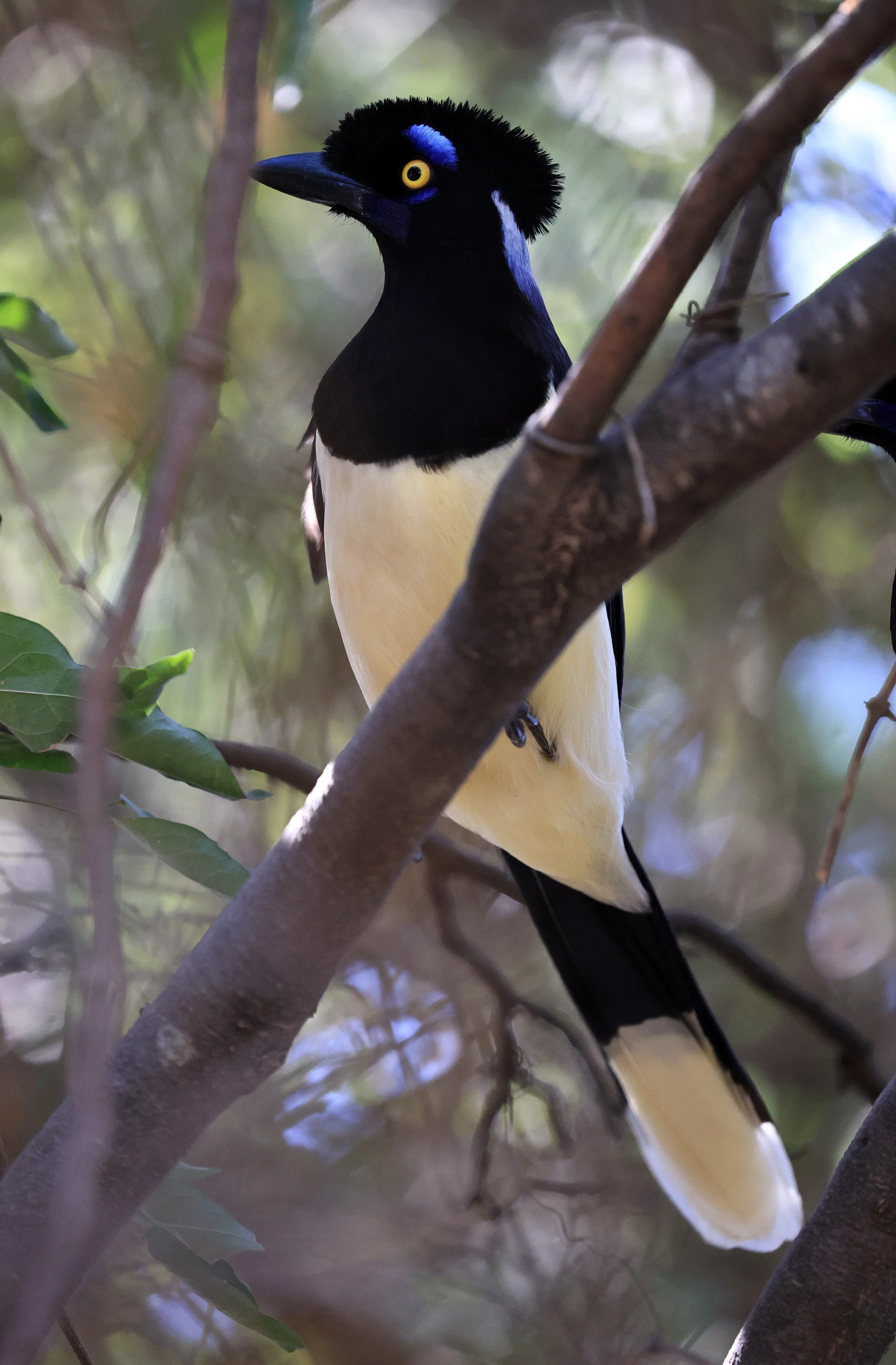Plush-crested Jay (Cyanocorax chrysops) Agua Dulce Paraguay (14).jpg