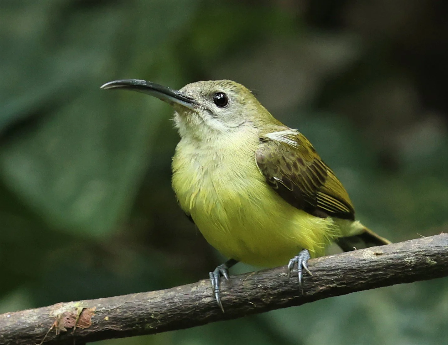 SPIDERHUNTER - LITTLE SPIDERHUNTER - Arachnothera longirostra - DOI INTHANON NP CHIANG MAI, DEC 2021 (3).JPG