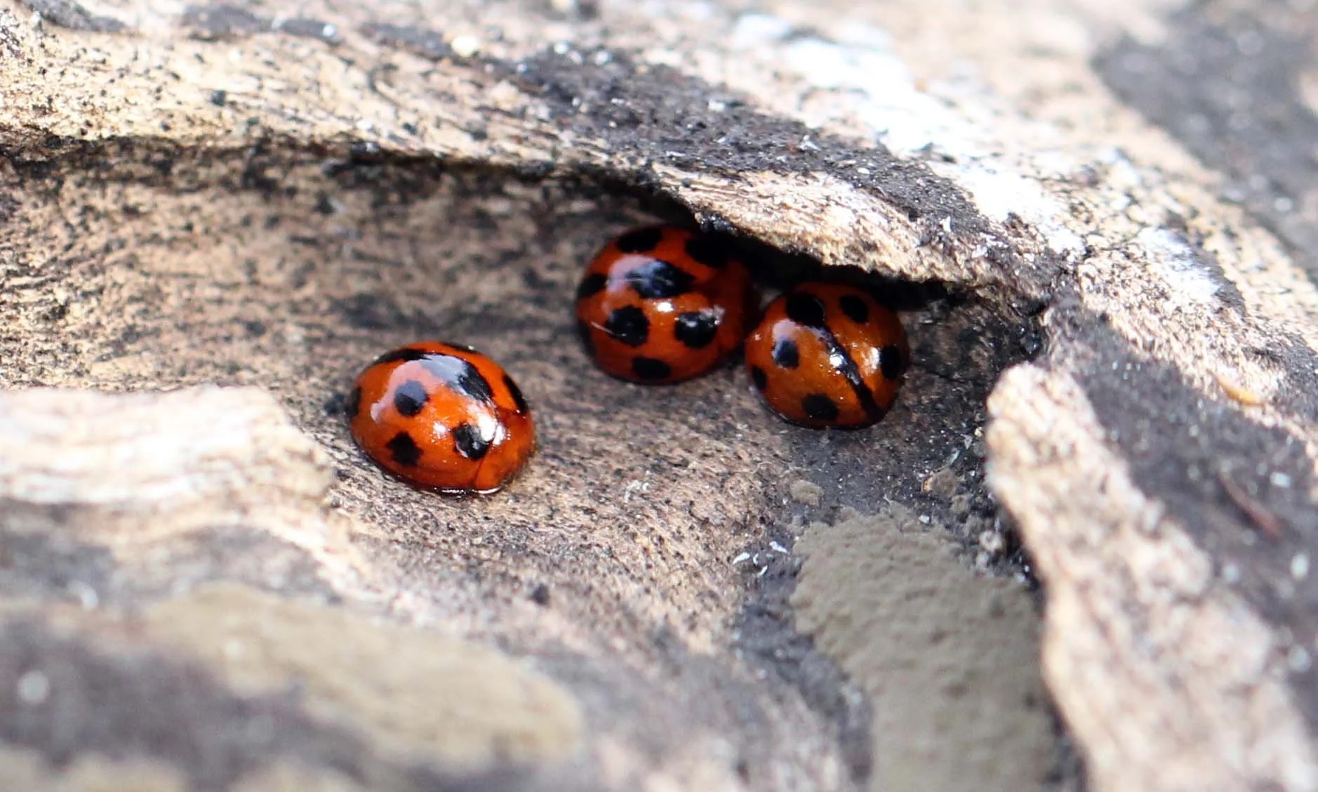 Coccinelidae species - Top Slip NP, Kerala India