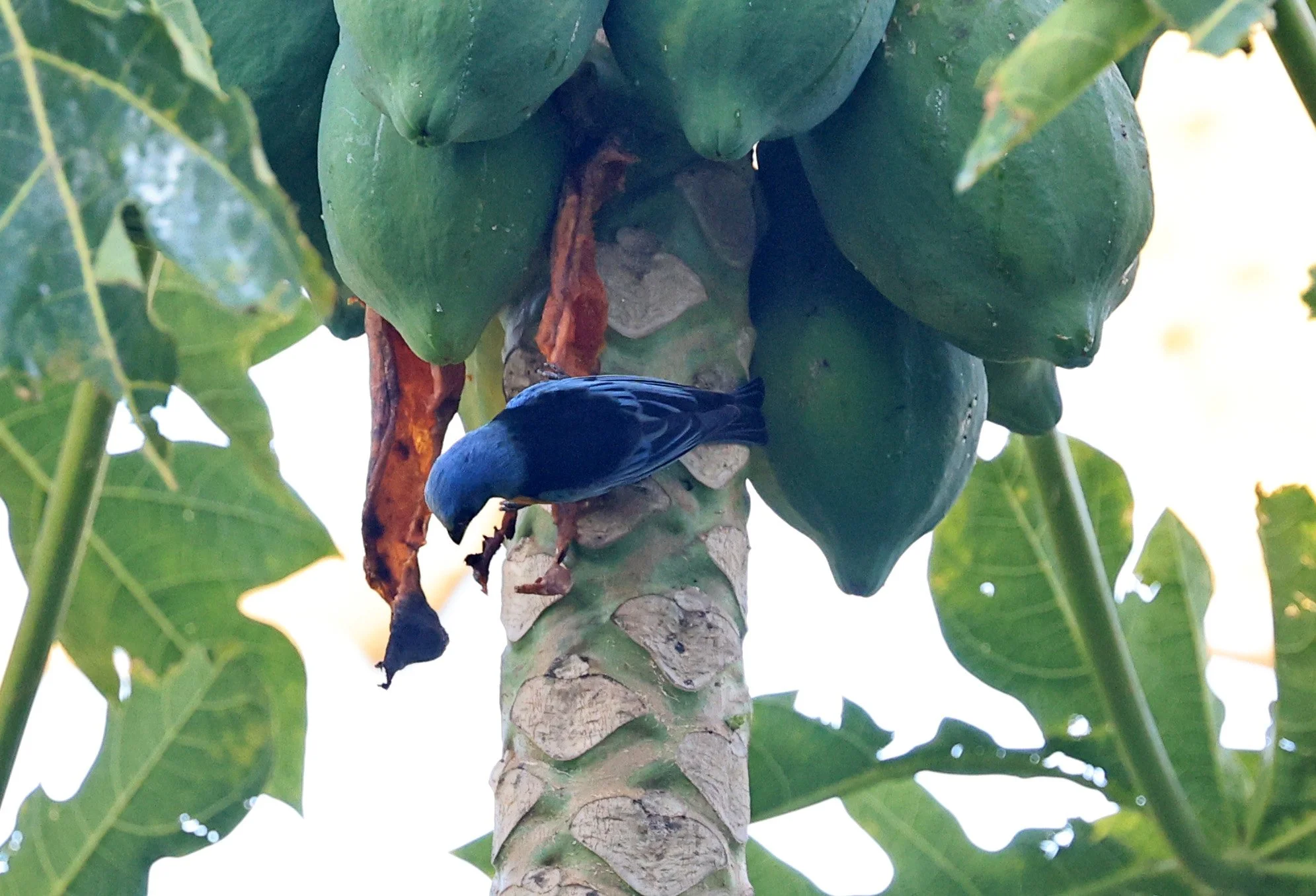 Blue-and-yellow Tanager (Thraupis bonariensis) Estancia Campo'i Paraguay (3).jpg