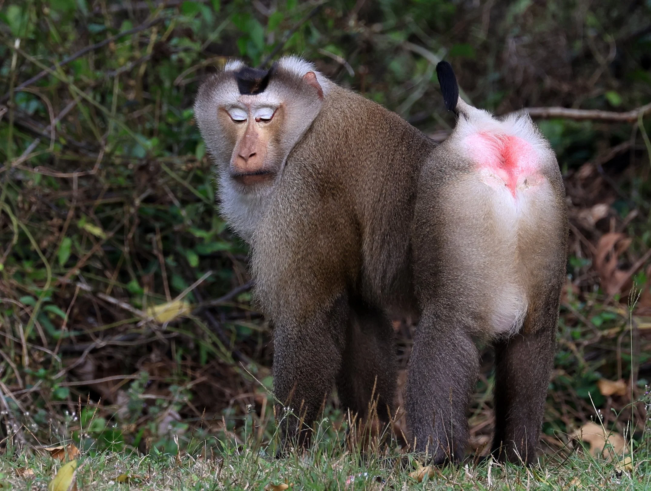 Northern Pig-tailed Macaque (Macaca leonina) Khao Yai National Park Feb 2026 Day 3 (9).jpg