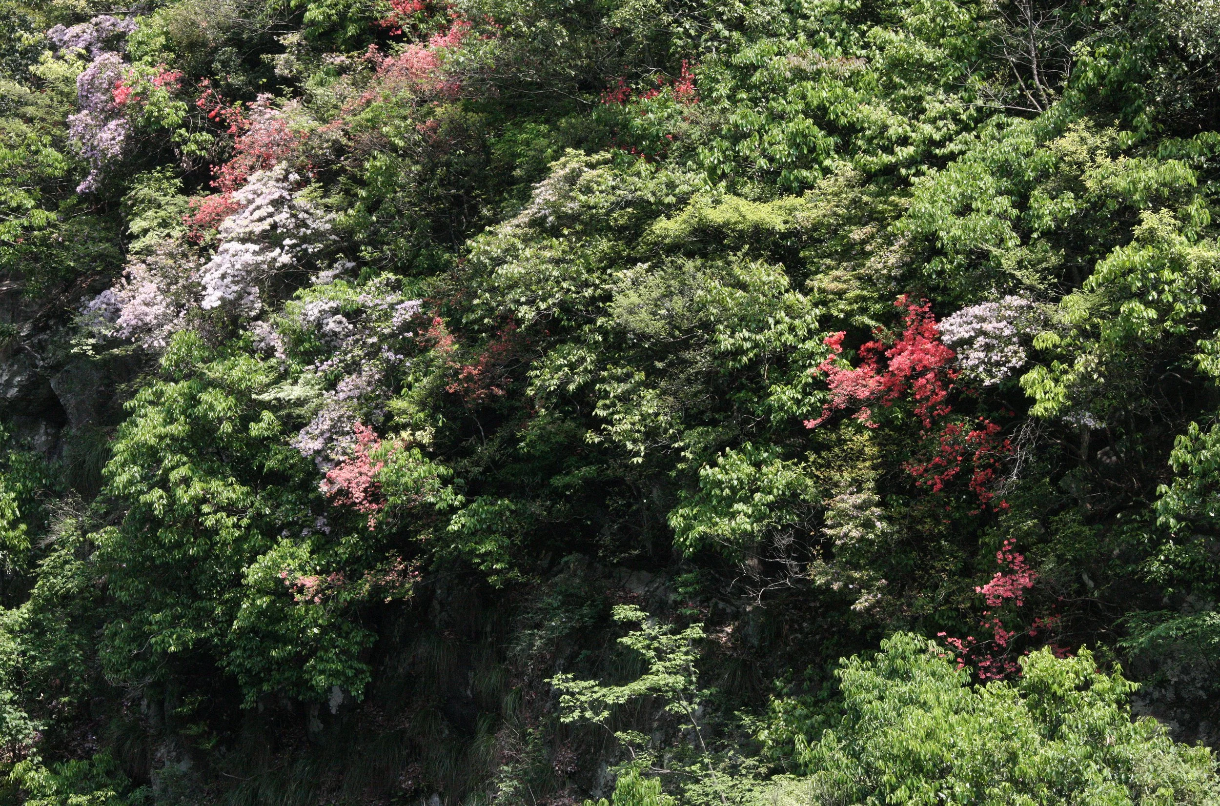 MONKEY VALLEY - FUXI VILLAGE NEAR HUANGSHAN CHINA (19).JPG