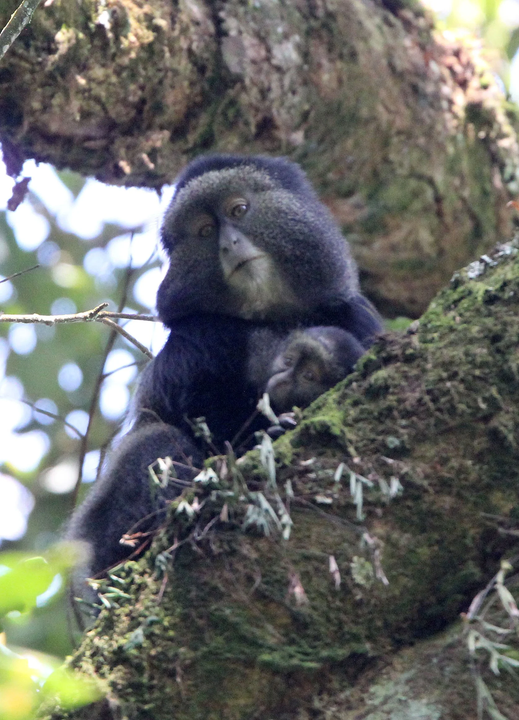 CERCOPITHECIDAE - Cercopithecus doggetti - SILVER MONKEY - NYUNGWE NATIONAL PARK RWANDA (169).JPG