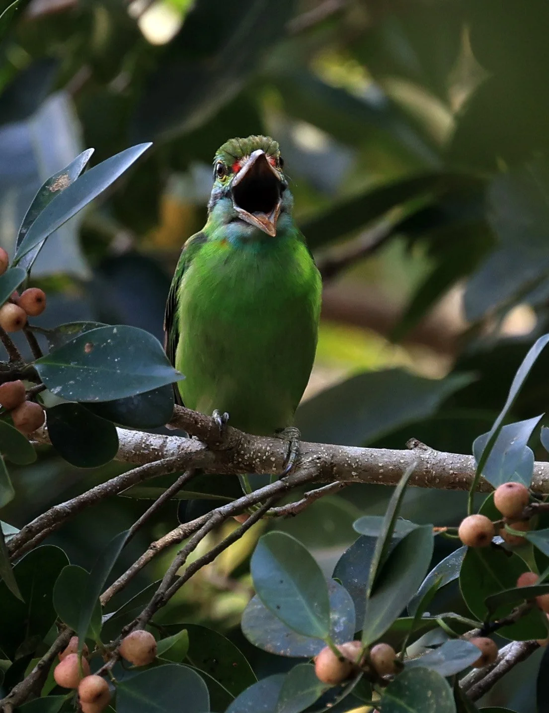 Moustached Barbet (Psilopogon incognitus) Khao Yai National Park Feb 2026 Day 2 (10).jpg