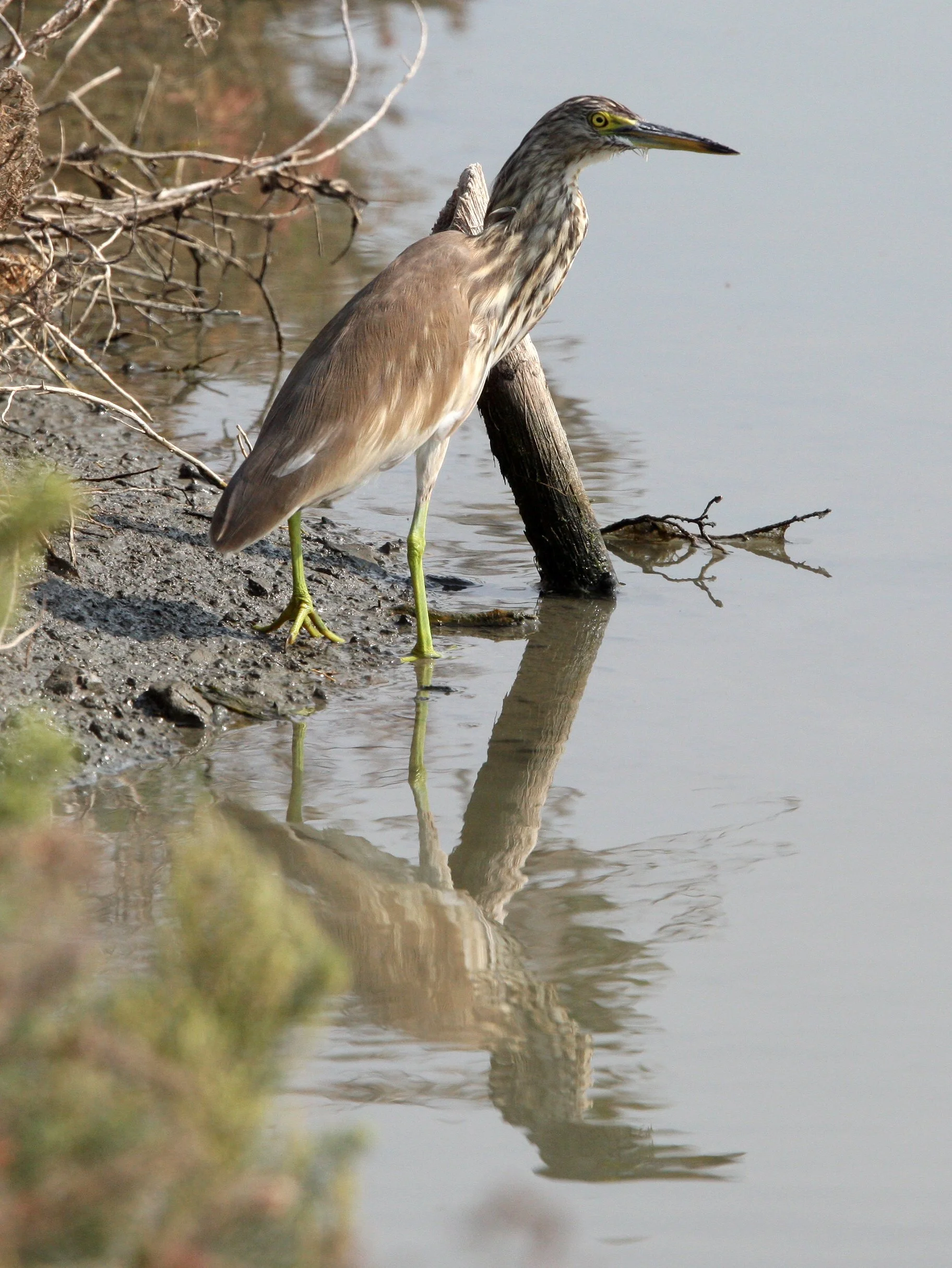 HERON - CHINESE POND HERON - Ardeola bacchus - PAK THALE LIAM PAK BIA THAILAND (3).JPG