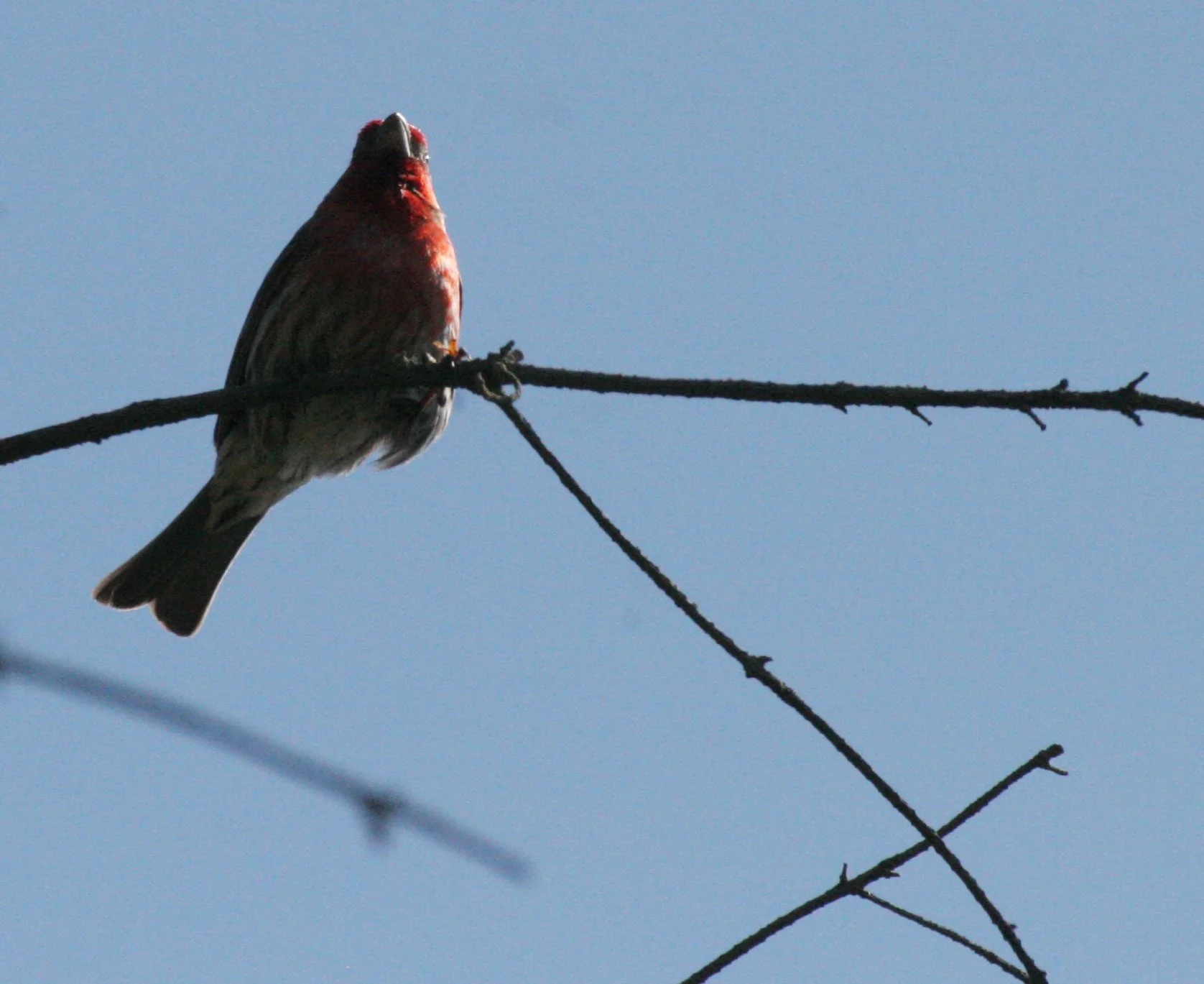 House Finch (Haemorhous mexicanus) Loreto Baja Mexico (21).jpg