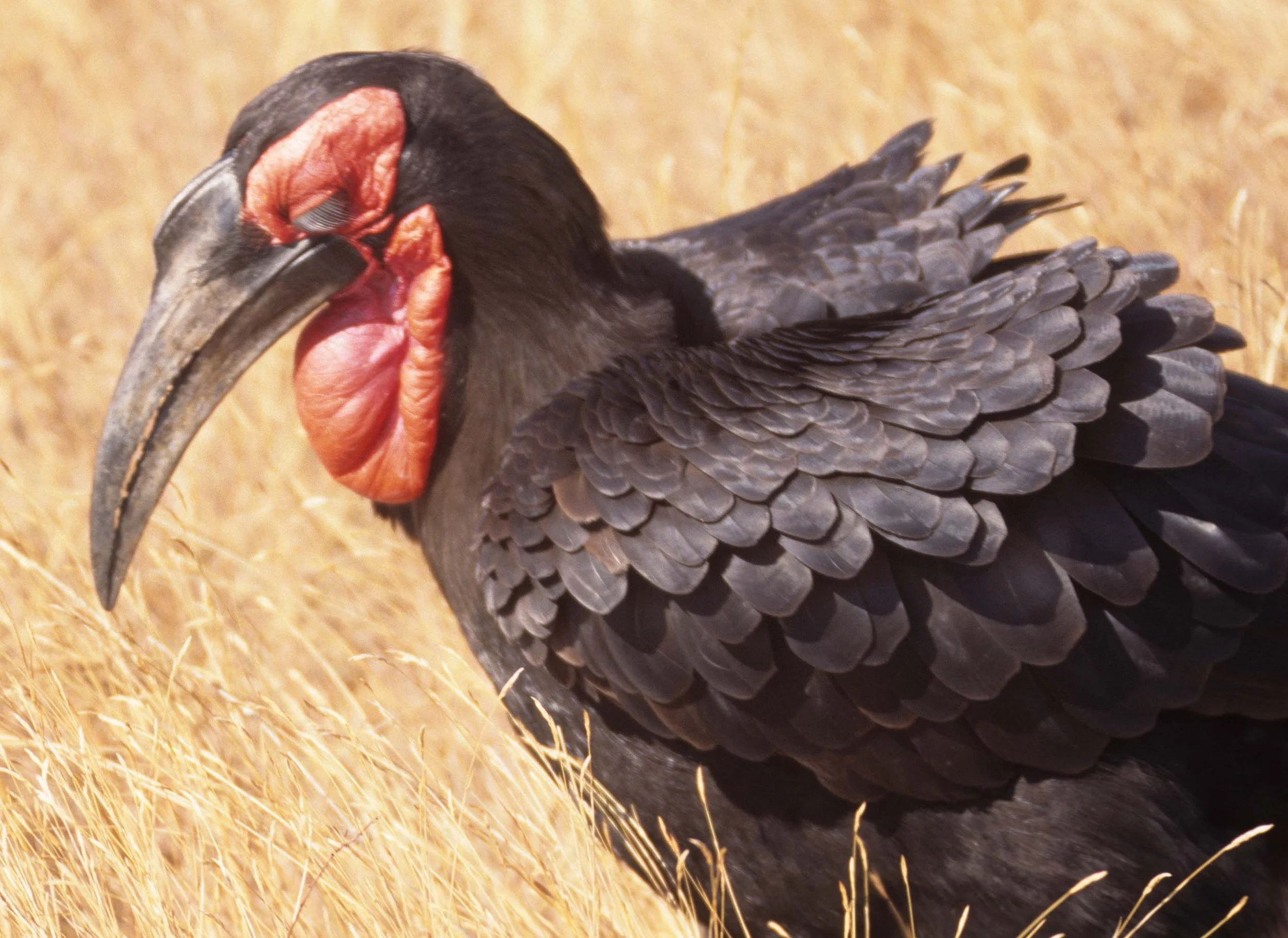 BIRDS - HORNBILL - GROUND - KRUGER.jpg