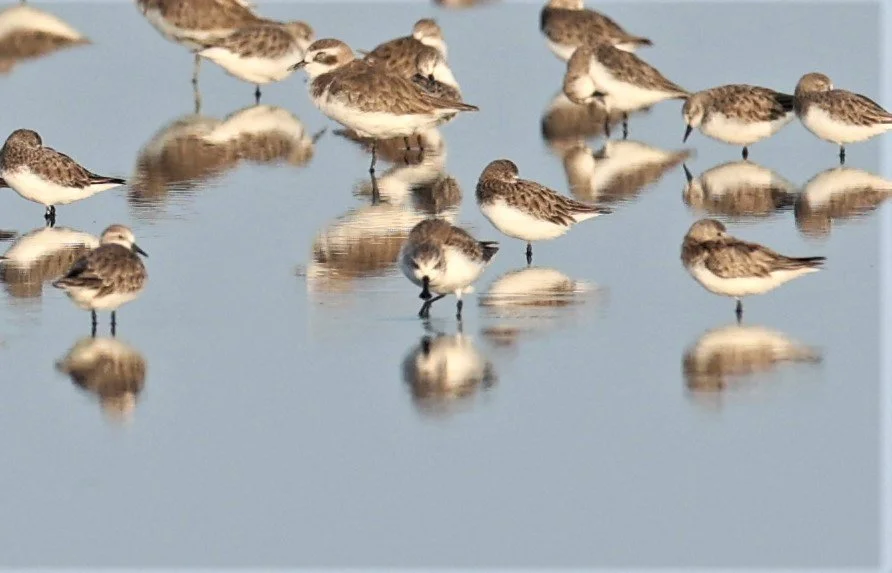 SANDPIPER - SPOON-BILLED SANDPIPER - Calidris pygmeus - PAK THALE 16 & 19 OCTOBER 2021 (11).jpg