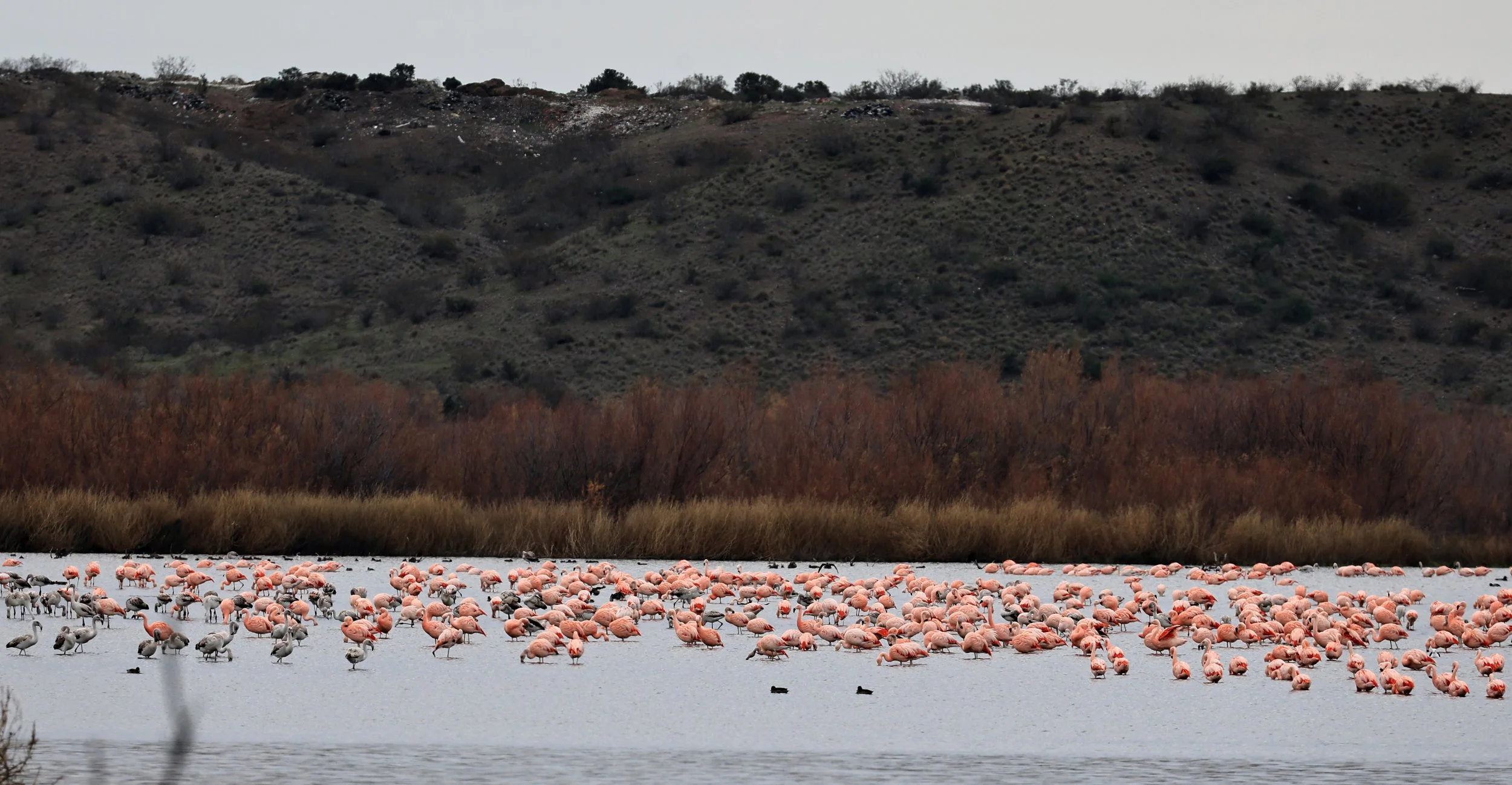 Chilean Flamingo (Phoenicopterus chilensis) Lagunas del Ornitólogo, Trelew Argentina (77).jpg