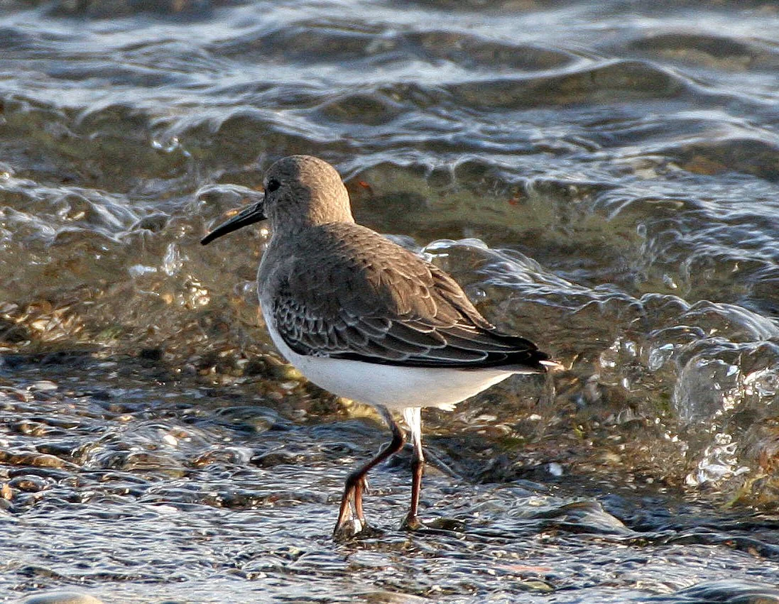 BIRD - DUNLIN - PA HARBOR.jpg
