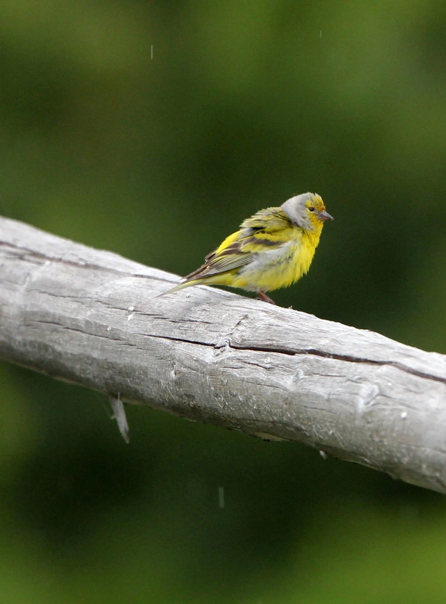 Citril Finch (Carduelis citrinella) Stelvio National Park, Italy
