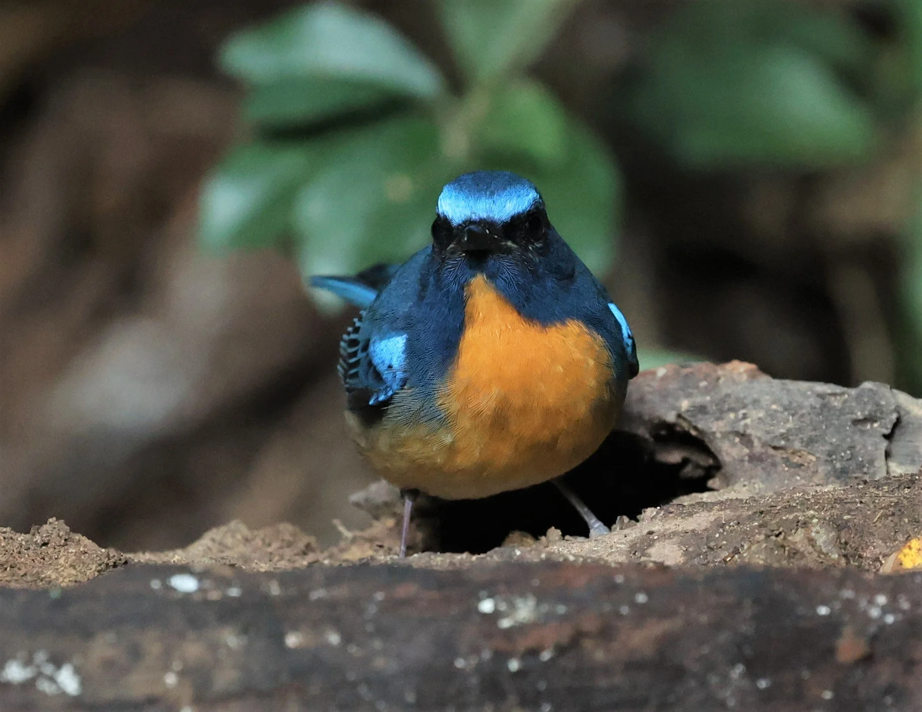 FLYCATCHER - CHINESE BLUE FLYCATCHER - Cyornis glaucicomans - PETCHABURI PROVINCE - NUY HIDE NEAR KAENG KRACHAN JAN 2022 (49).jpg