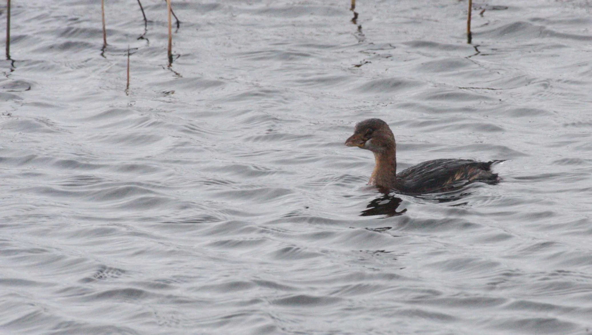 Pied-billed Grebe (Podilymbus podiceps) Jamestown Marsh Olympic Peninsula Washington (2).JPG