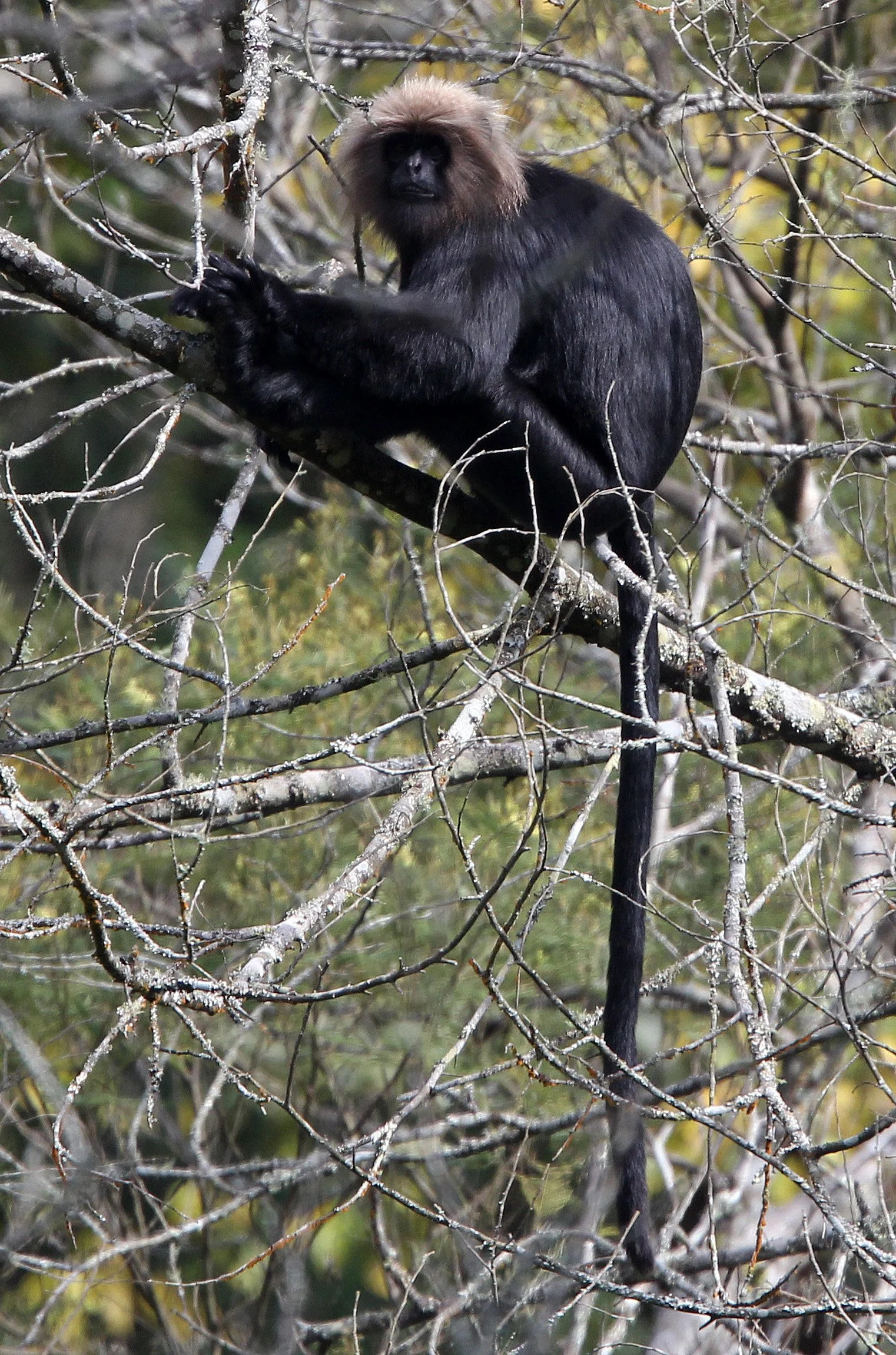 CERCOPITHECIDAE - Semnopithecus johnii - NILGIRI LANGUR - PAMPADUM SHOLA NATIONAL PARK, KERALA INDIA (29).JPG